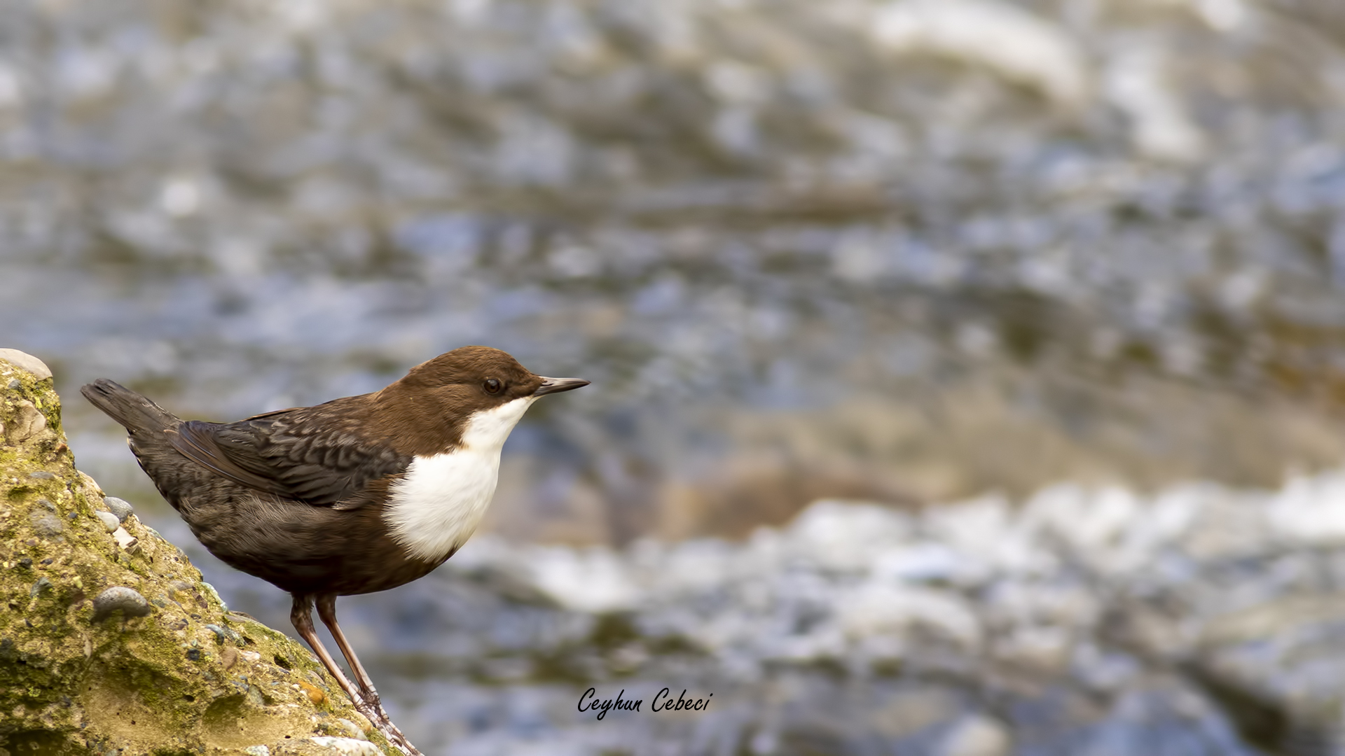 Derekuşu » White-throated Dipper » Cinclus cinclus