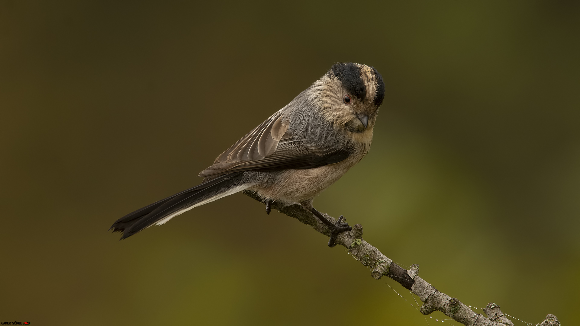 Uzunkuyruklu baştankara » Long-tailed Tit » Aegithalos caudatus