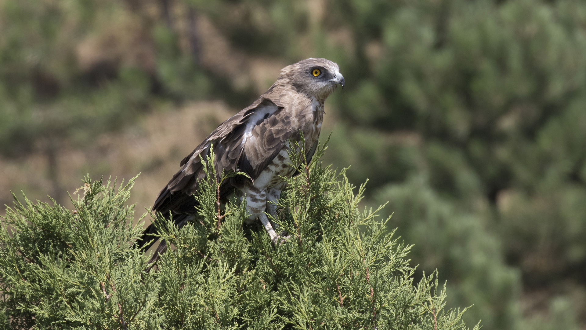 Yılan kartalı » Short-toed Snake Eagle » Circaetus gallicus