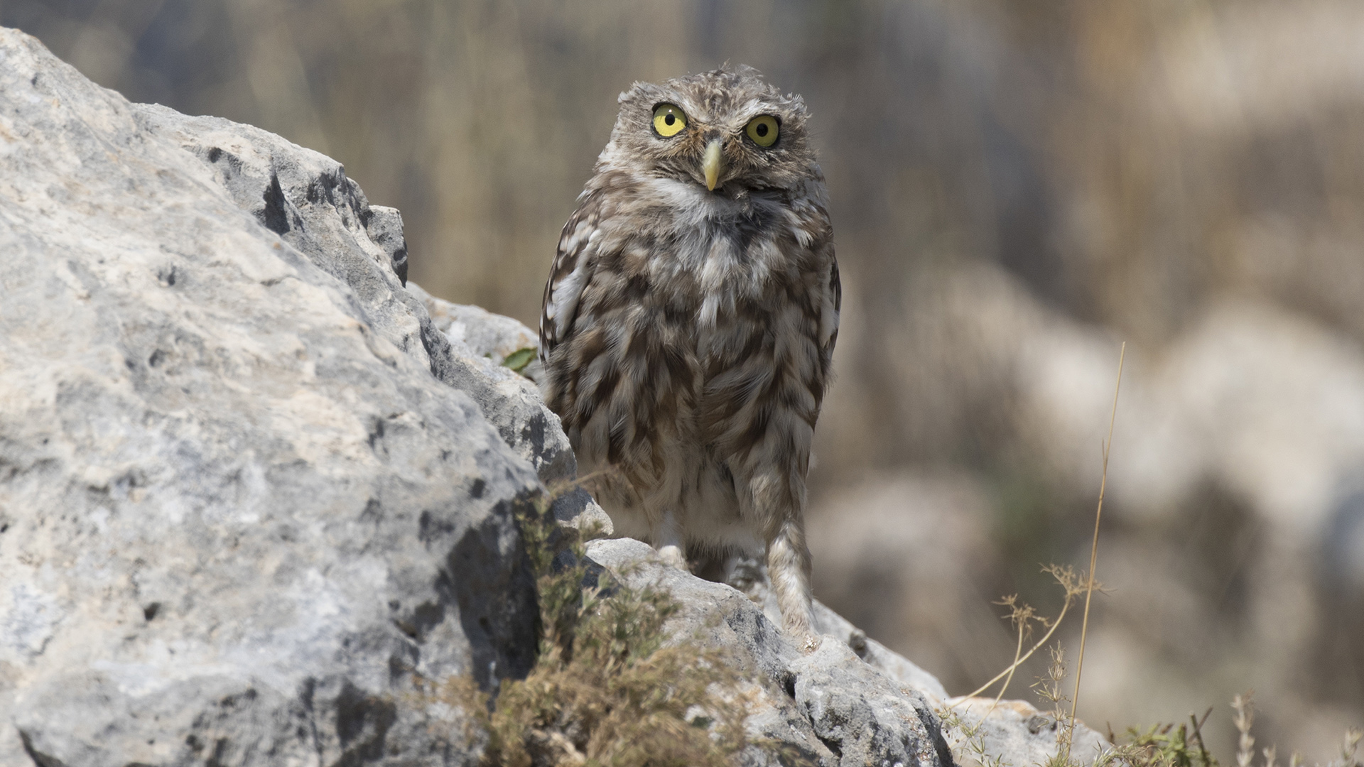 Kukumav » Little Owl » Athene noctua