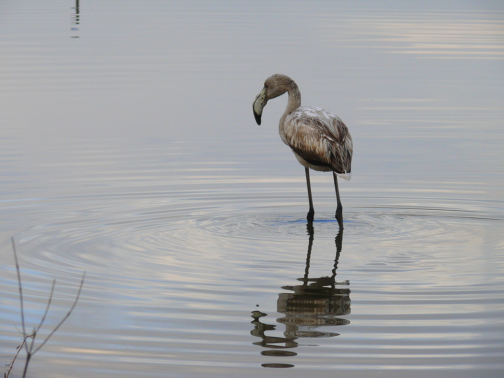 Flamingo