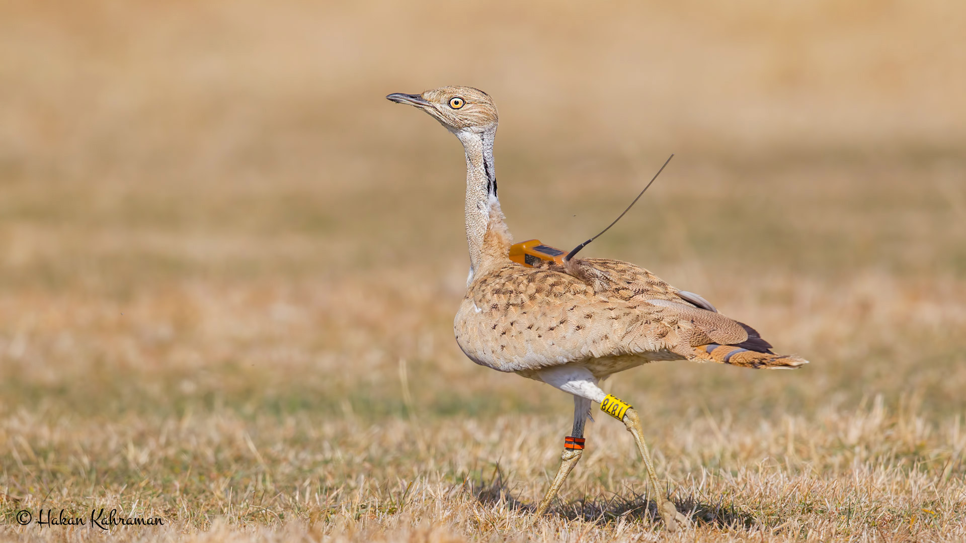 Yakalı toy » Macqueen`s Bustard » Chlamydotis macqueenii