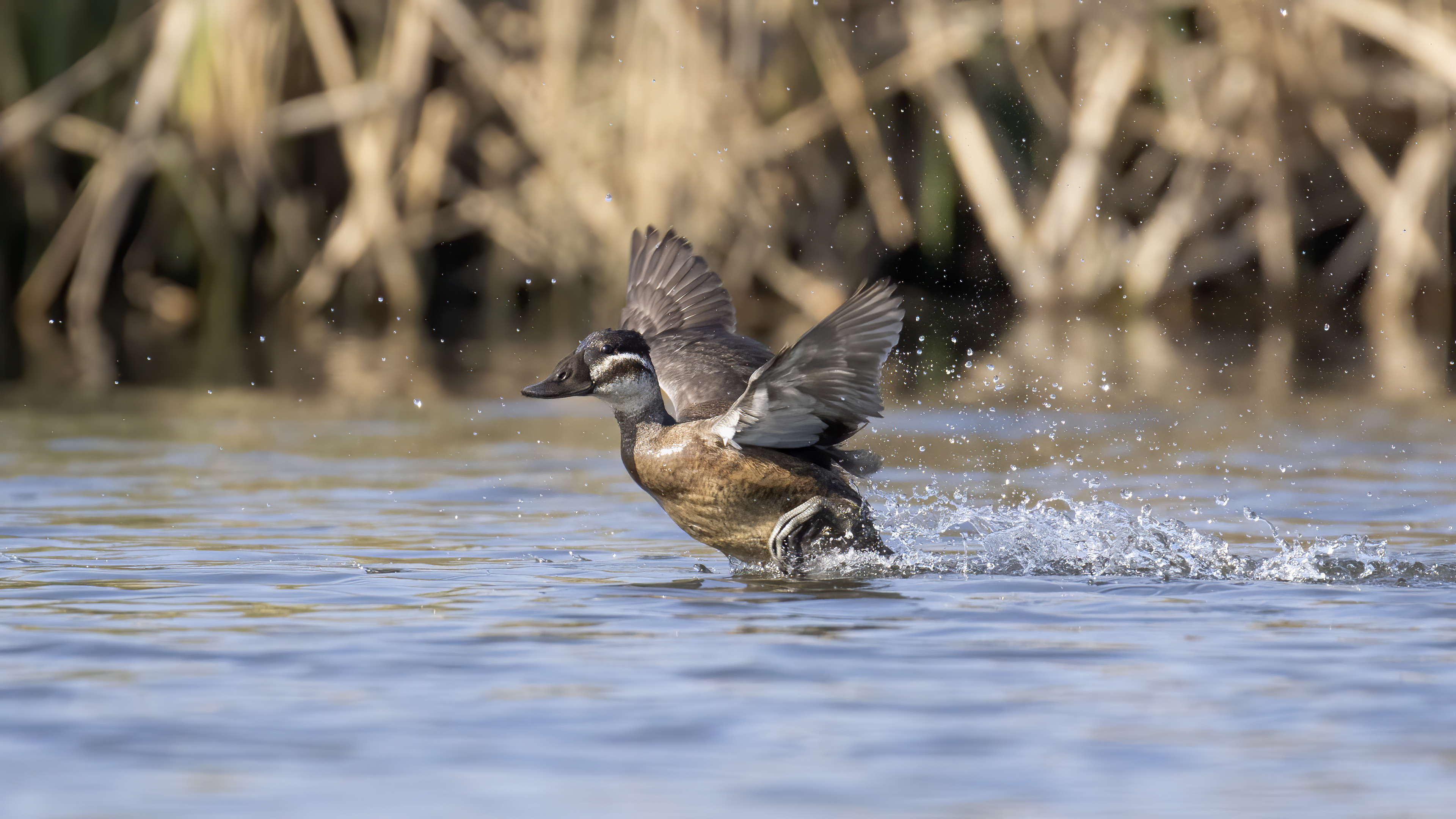 Dikkuyruk » White-headed Duck » Oxyura leucocephala