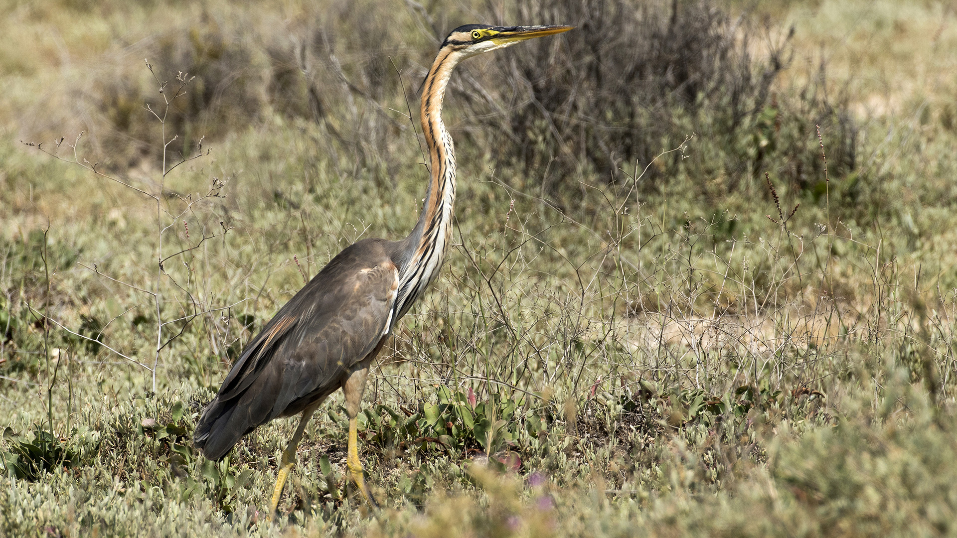 Erguvani balıkçıl » Purple Heron » Ardea purpurea