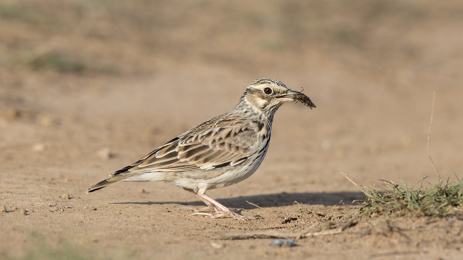 Orman toygarı » Woodlark » Lullula arborea