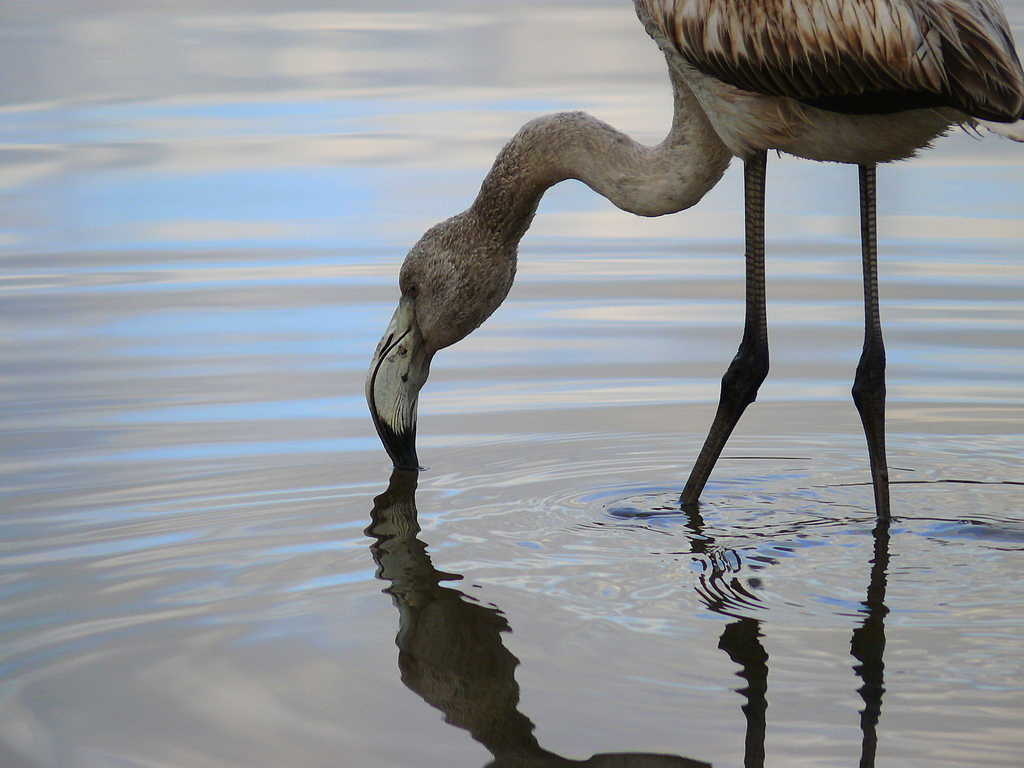 Flamingo