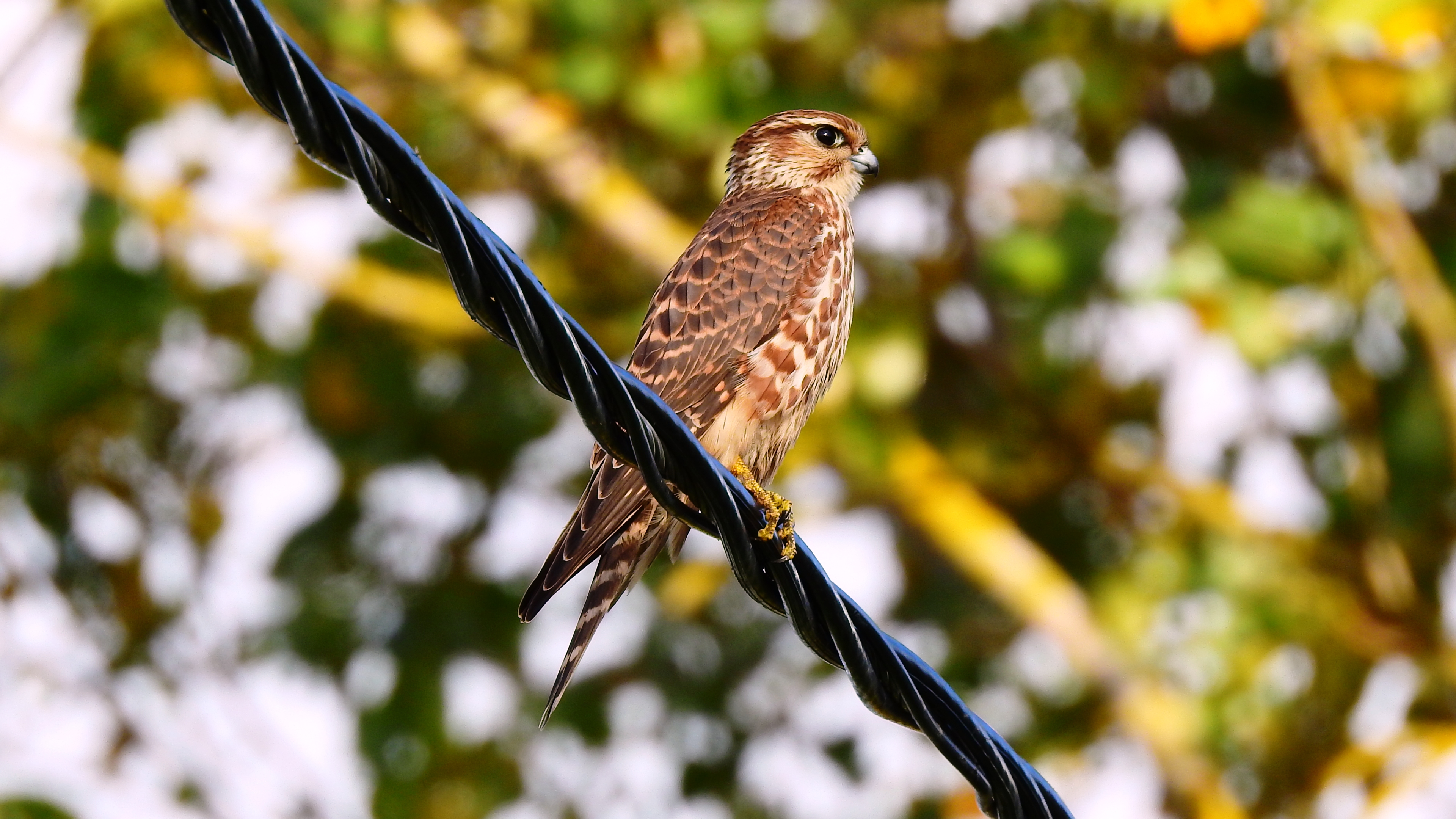 Boz doğan » Merlin » Falco columbarius