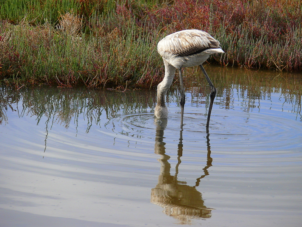 Flamingo