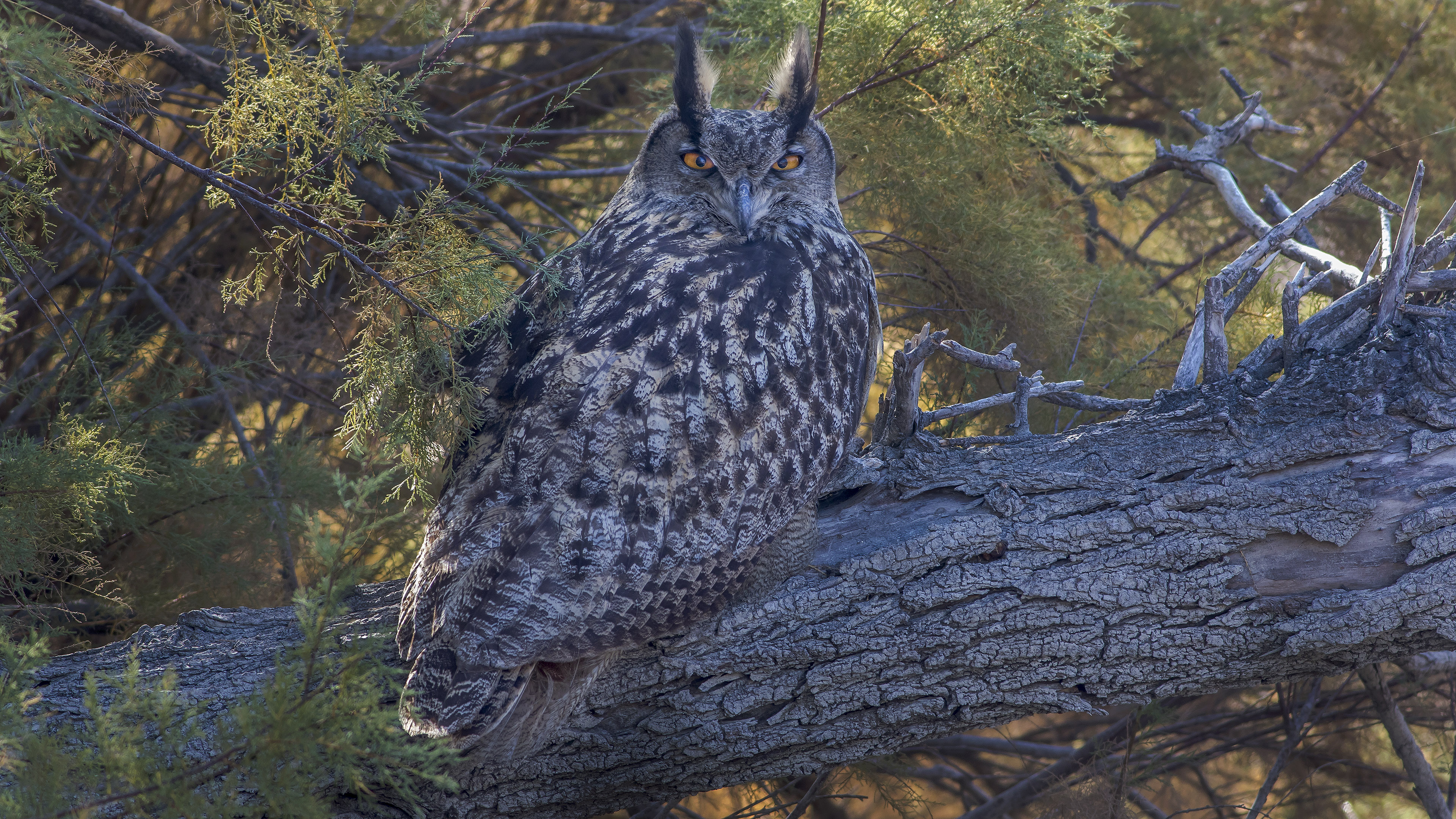 Puhu » Eurasian Eagle-Owl » Bubo bubo