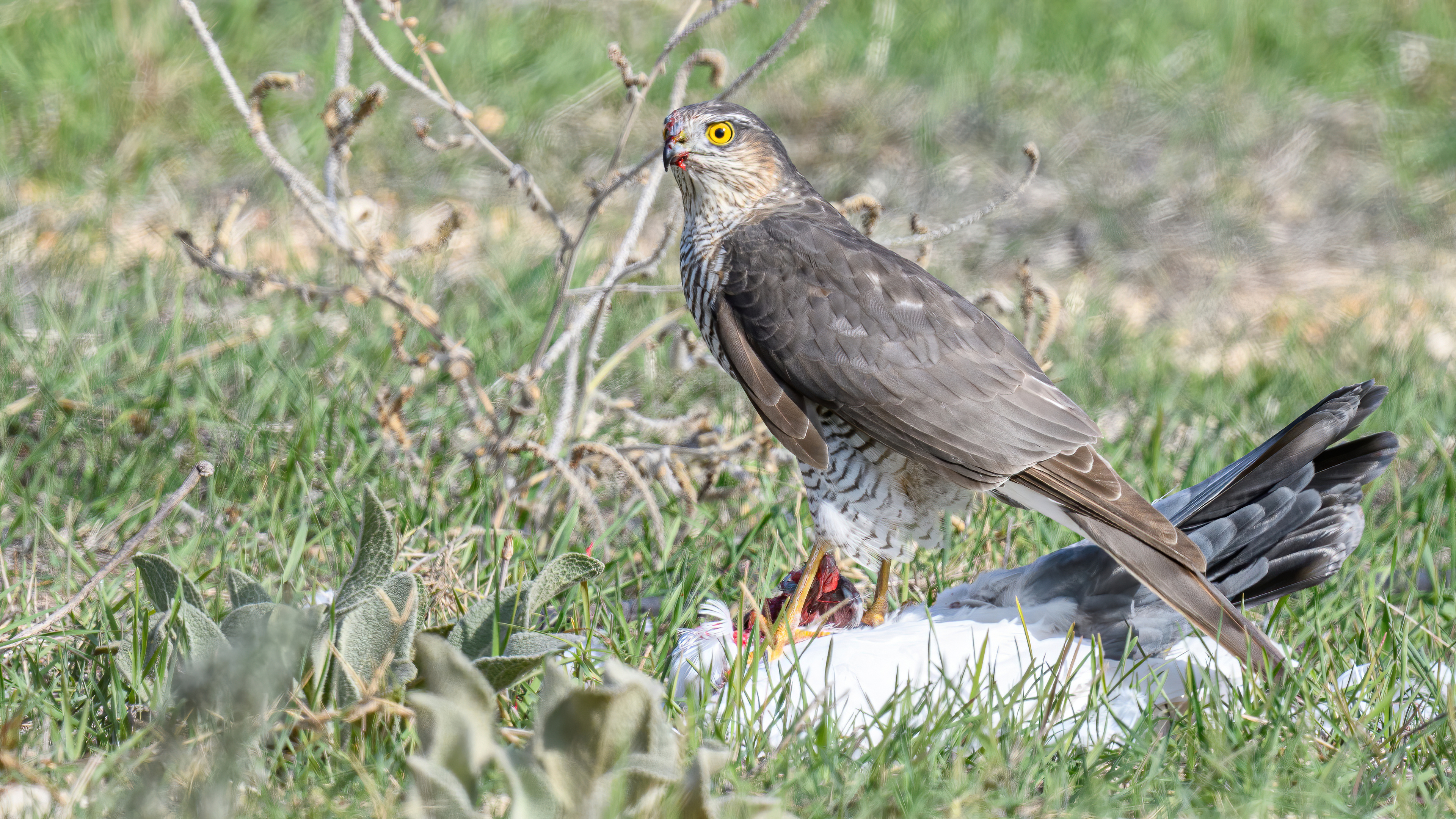 Atmaca » Eurasian Sparrowhawk » Accipiter nisus