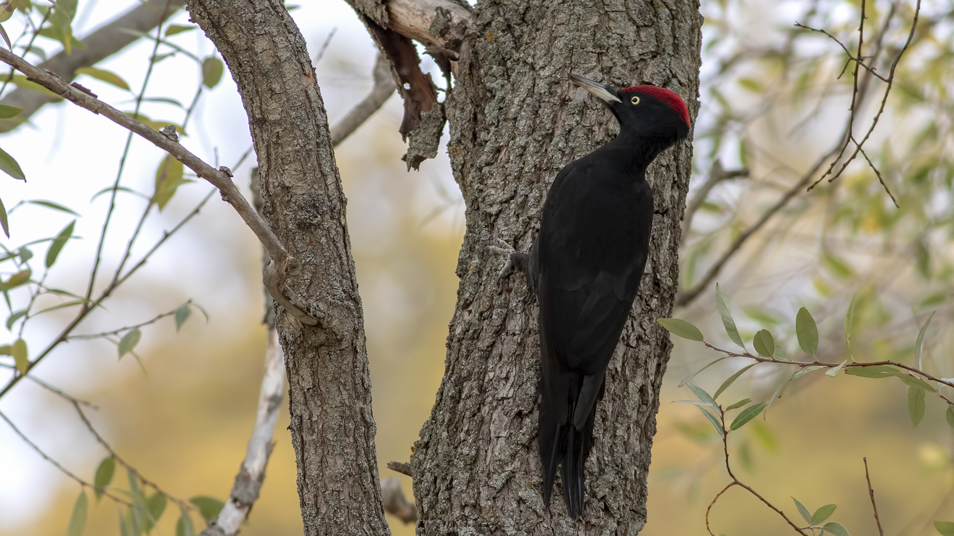 Kara ağaçkakan » Black Woodpecker » Dryocopus martius