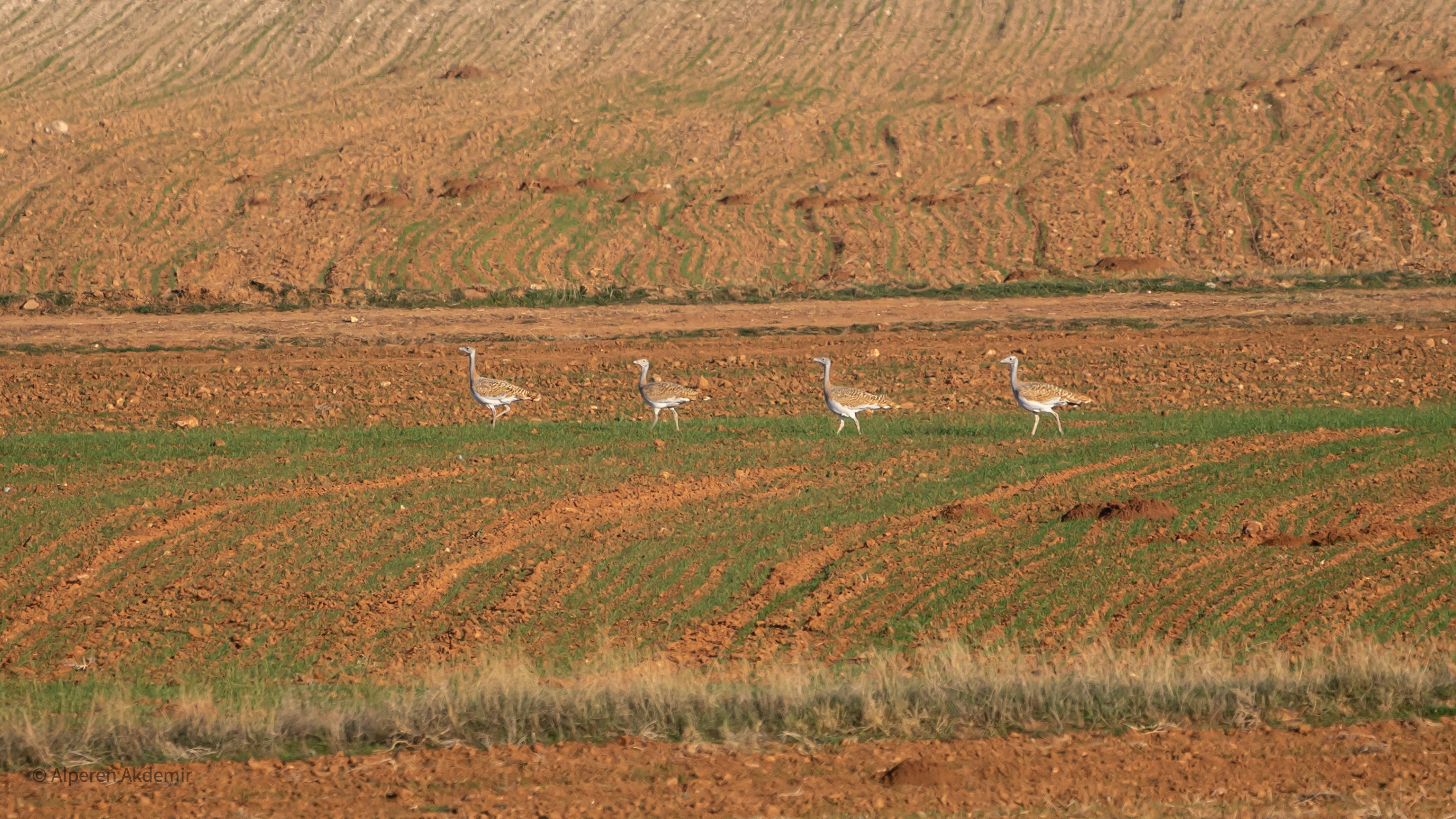 Toy » Great Bustard » Otis tarda