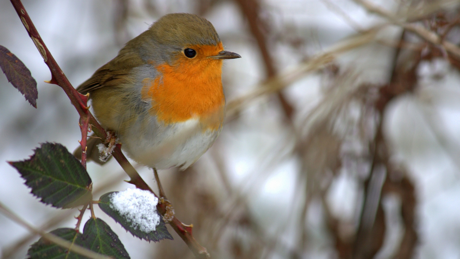 Kızılgerdan » European Robin » Erithacus rubecula