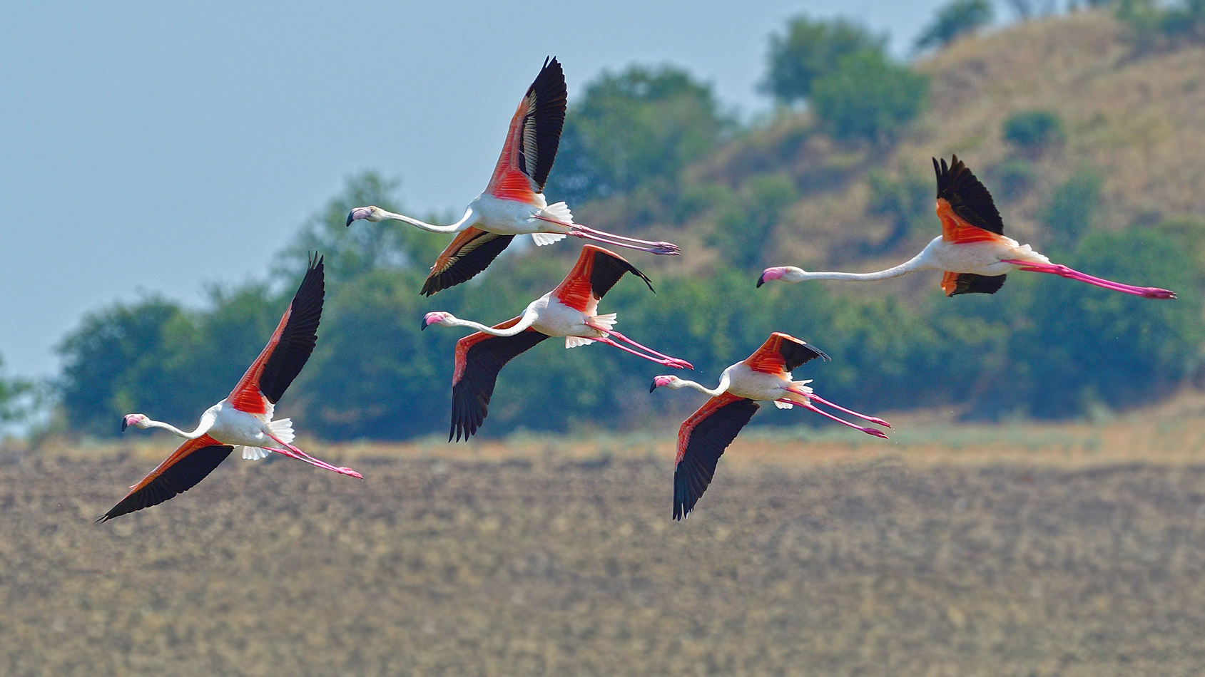 Flamingo