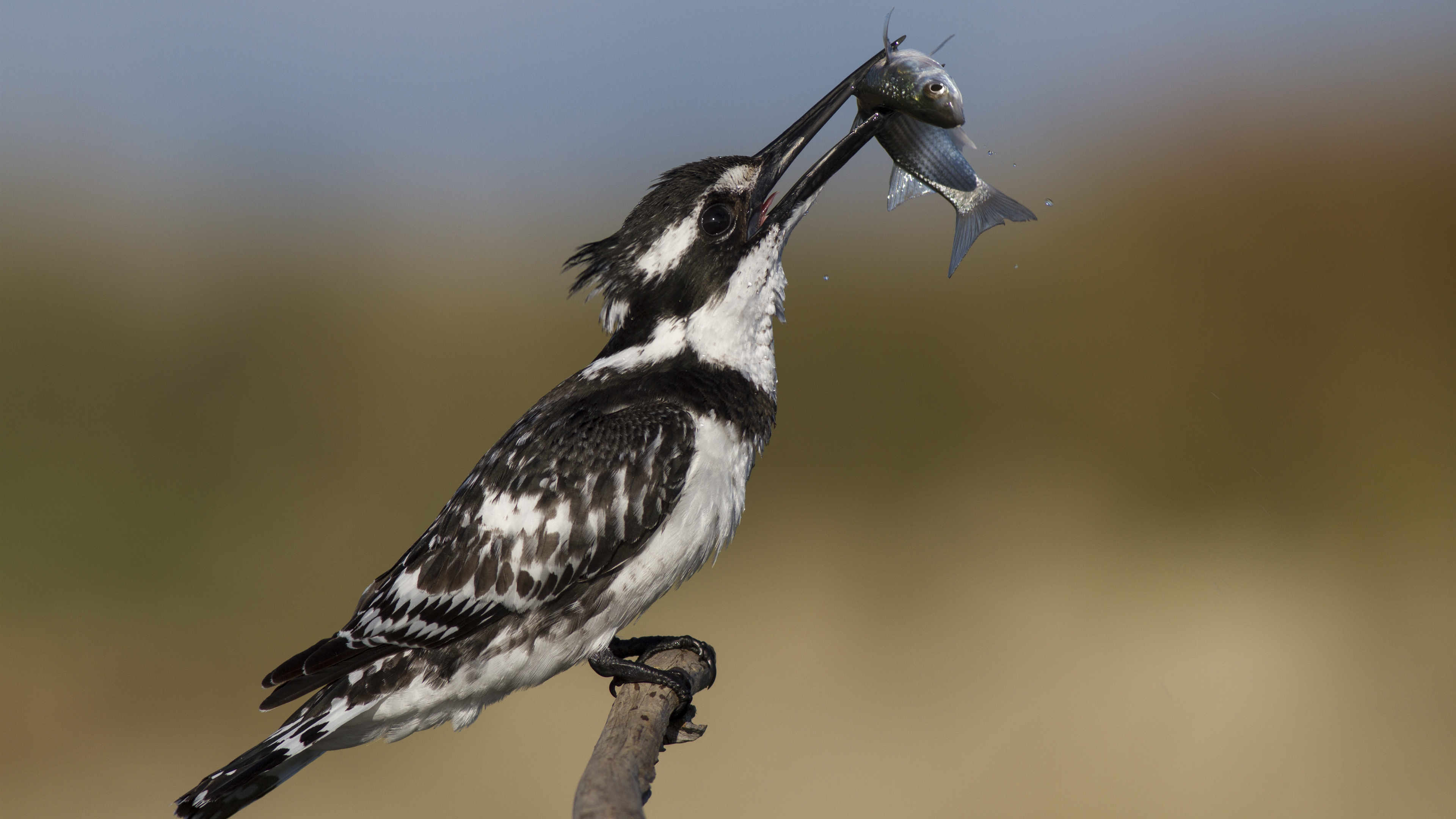 Alaca yalıçapkını » Pied Kingfisher » Ceryle rudis