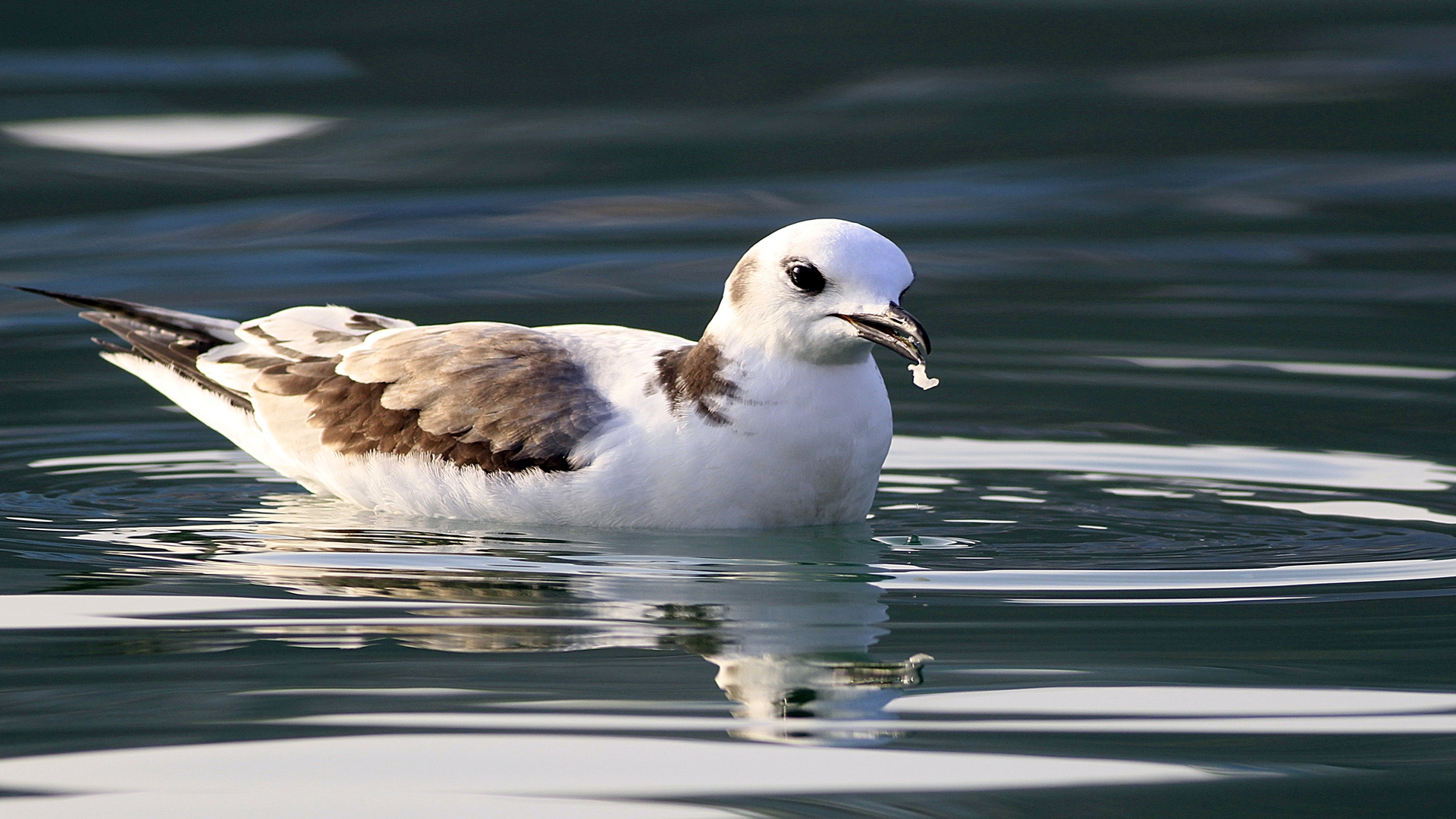 Karaayaklı martı » Black-legged Kittiwake » Rissa tridactyla