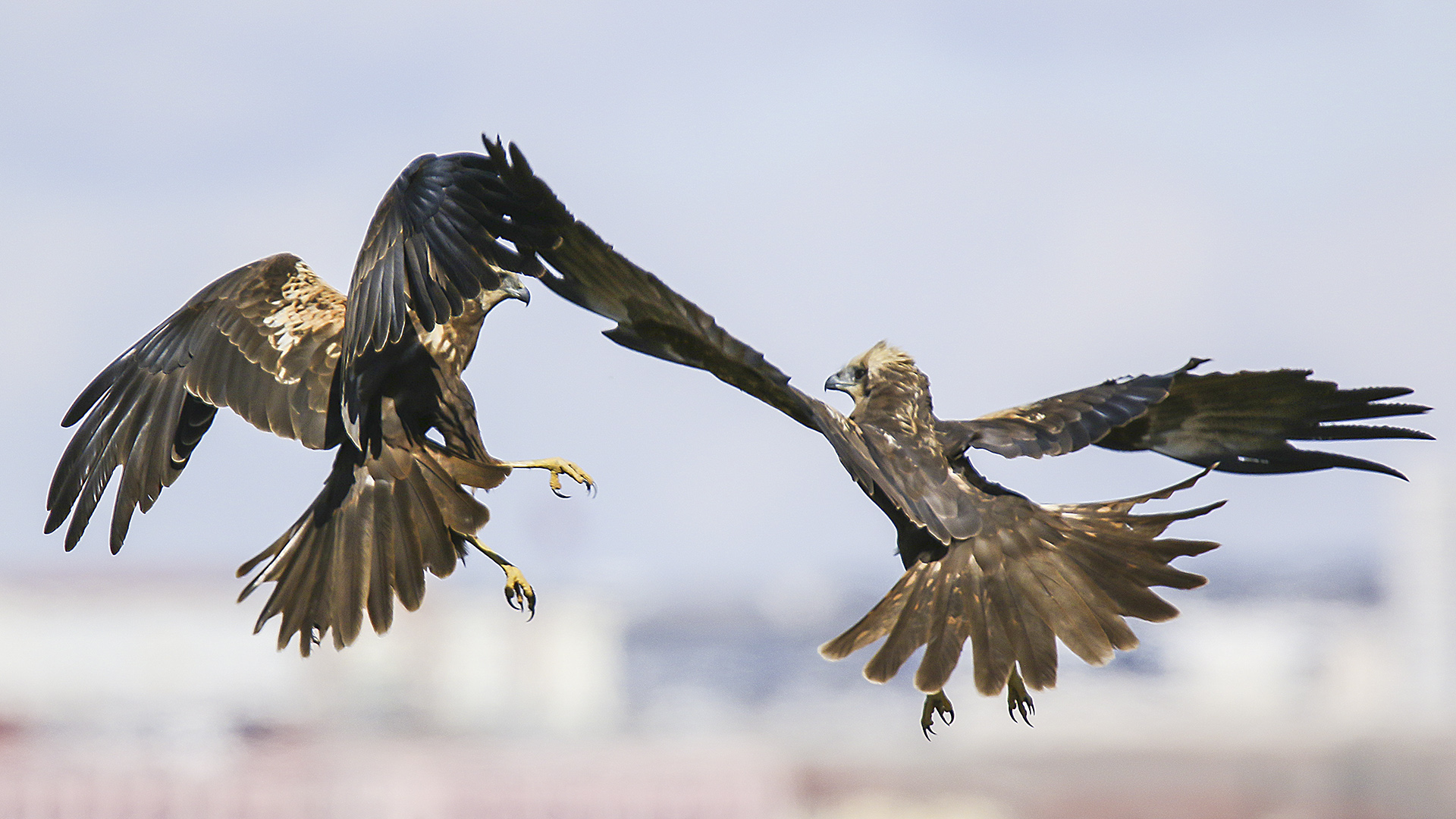 Saz delicesi » Western Marsh Harrier » Circus aeruginosus