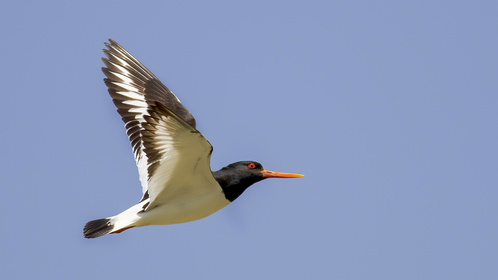 Poyrazkuşu » Eurasian Oystercatcher » Haematopus ostralegus