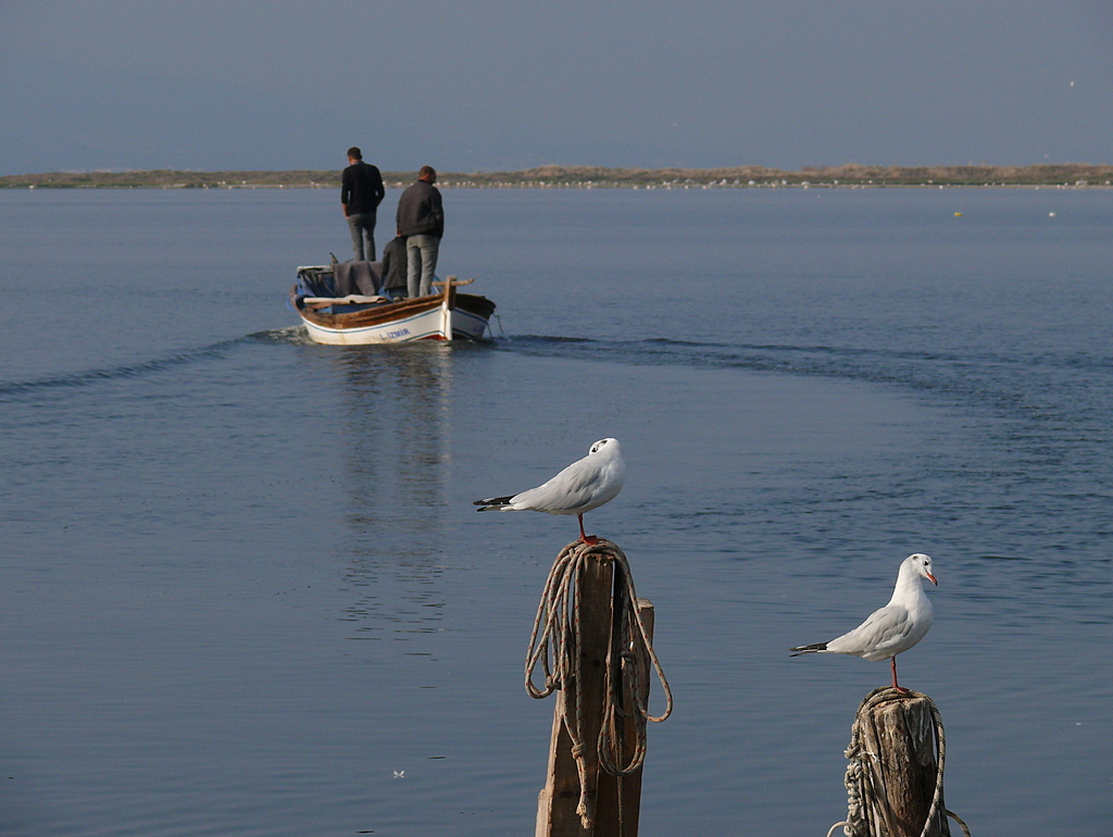 Karabaş martı