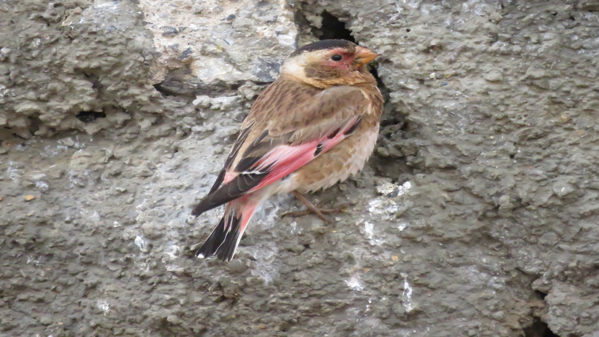 Alamecek » Eurasian Crimson-winged Finch » Rhodopechys sanguineus