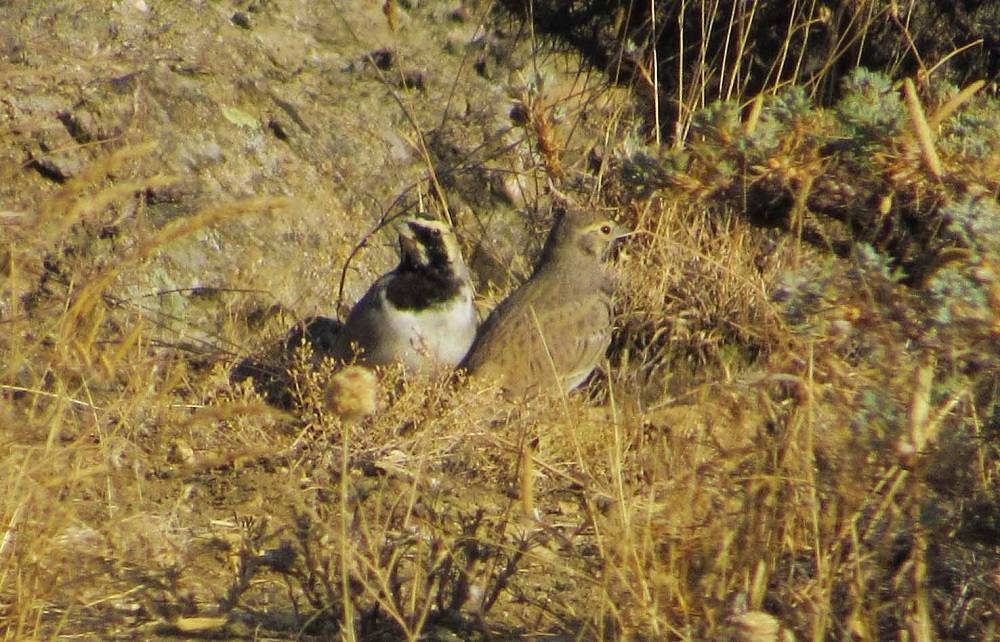 Kulaklı toygar