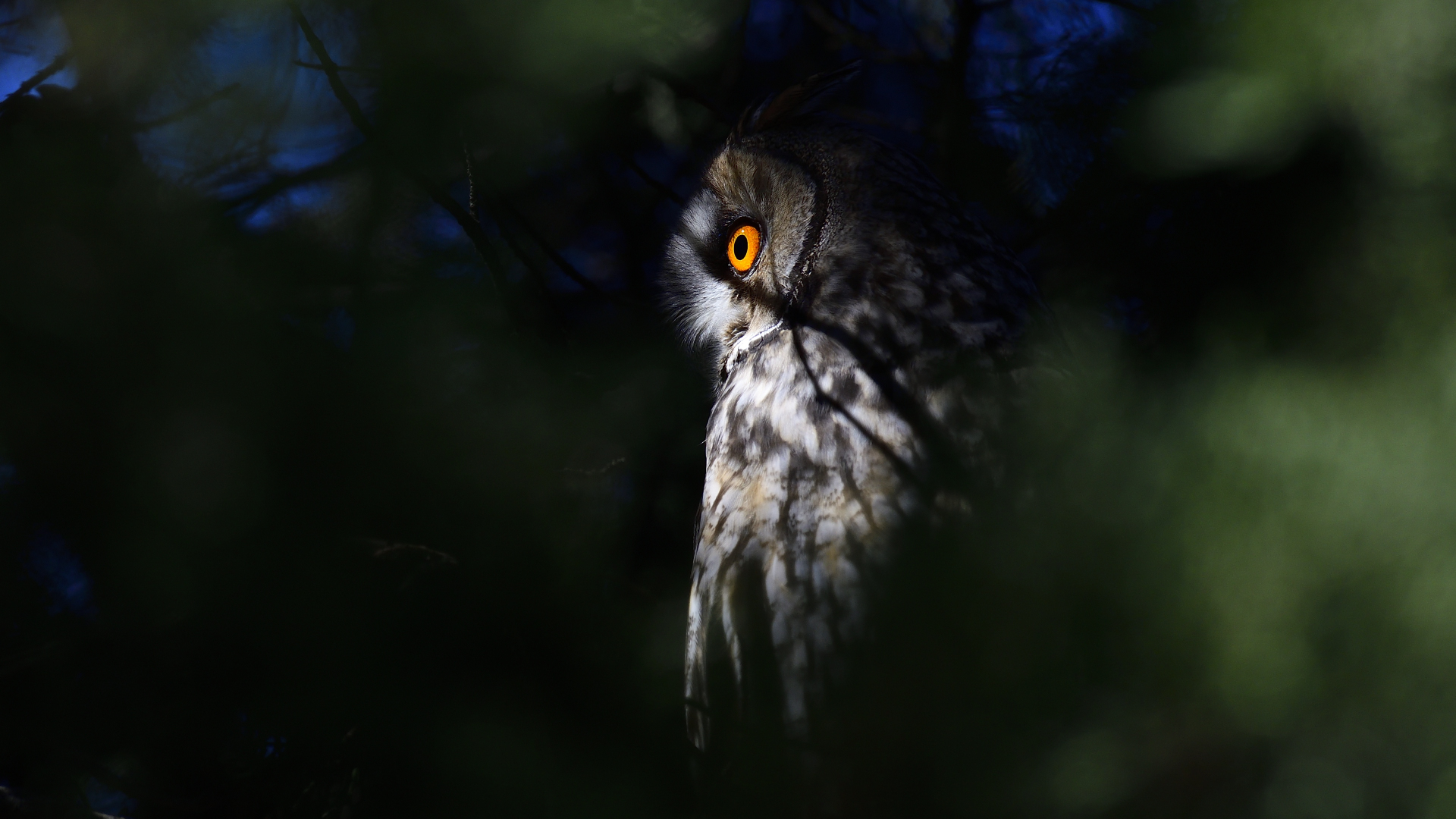 Kulaklı orman baykuşu » Long-eared Owl » Asio otus