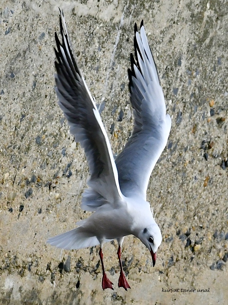 Karabaş martı