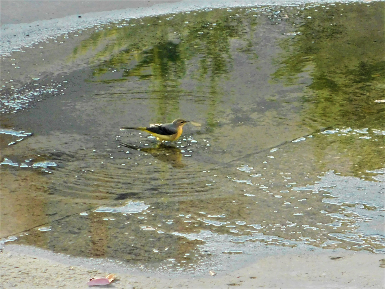 Dağ kuyruksallayanı