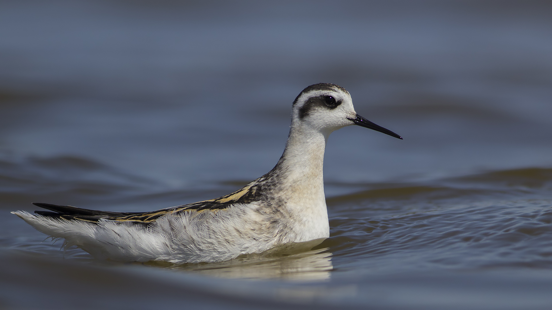 Denizdüdükçünü » Red-necked Phalarope » Phalaropus lobatus