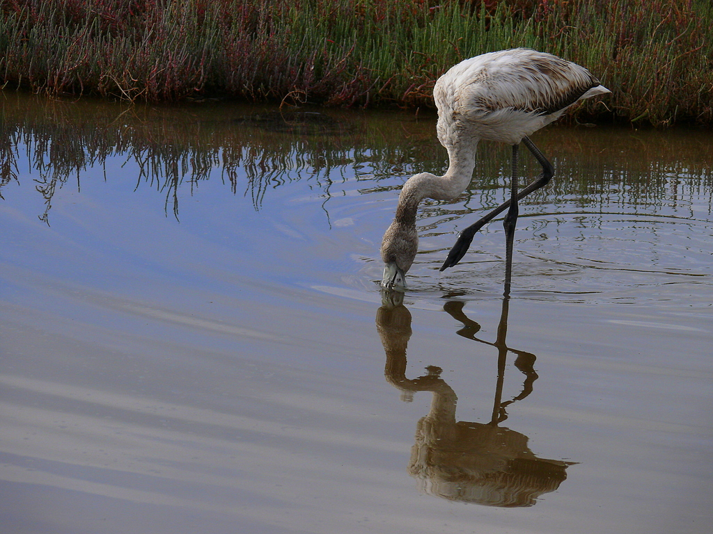 Flamingo