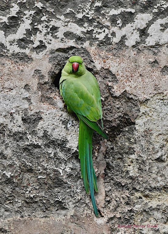 Yeşil papağan