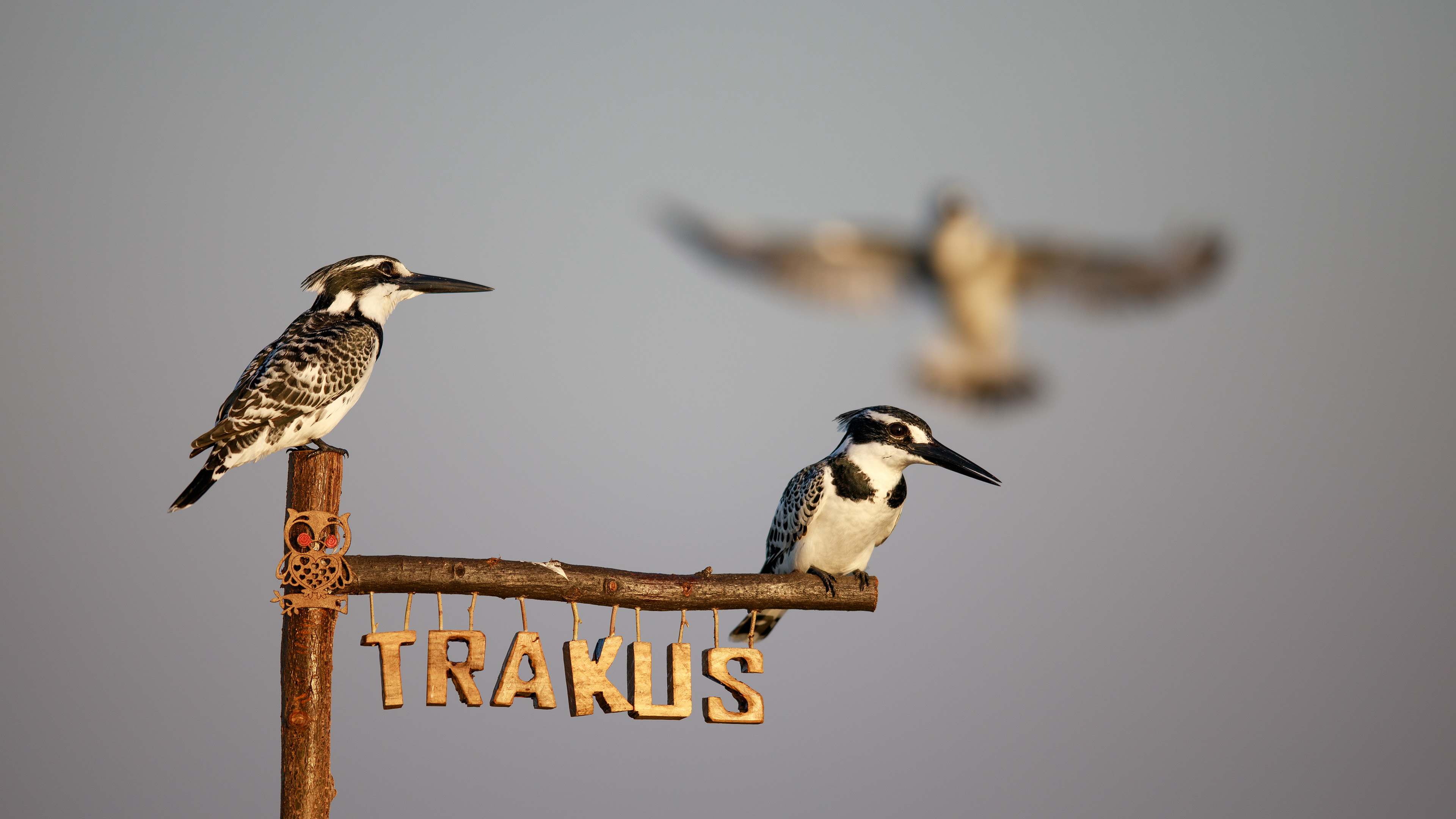 Alaca yalıçapkını » Pied Kingfisher » Ceryle rudis