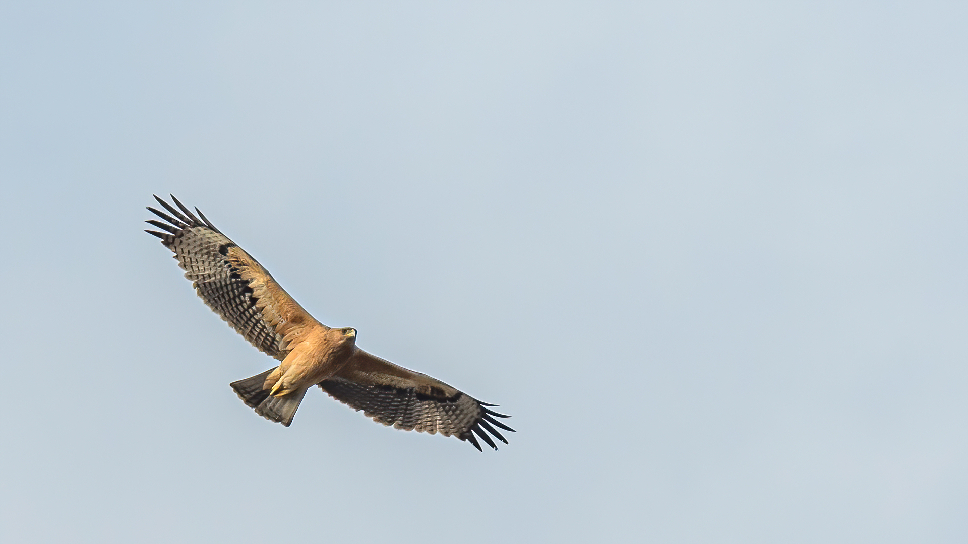 Tavşancıl » Bonelli`s Eagle » Aquila fasciata