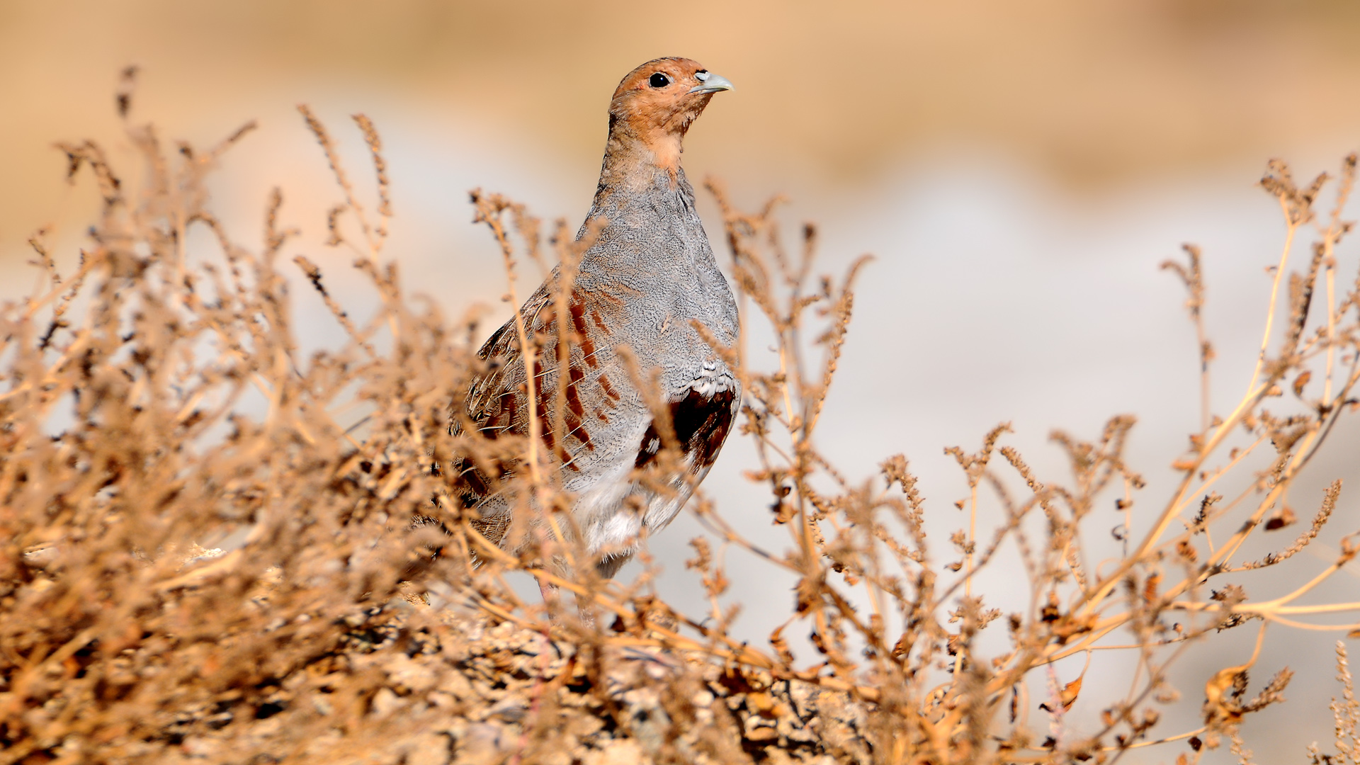 Çilkeklik » Grey Partridge » Perdix perdix