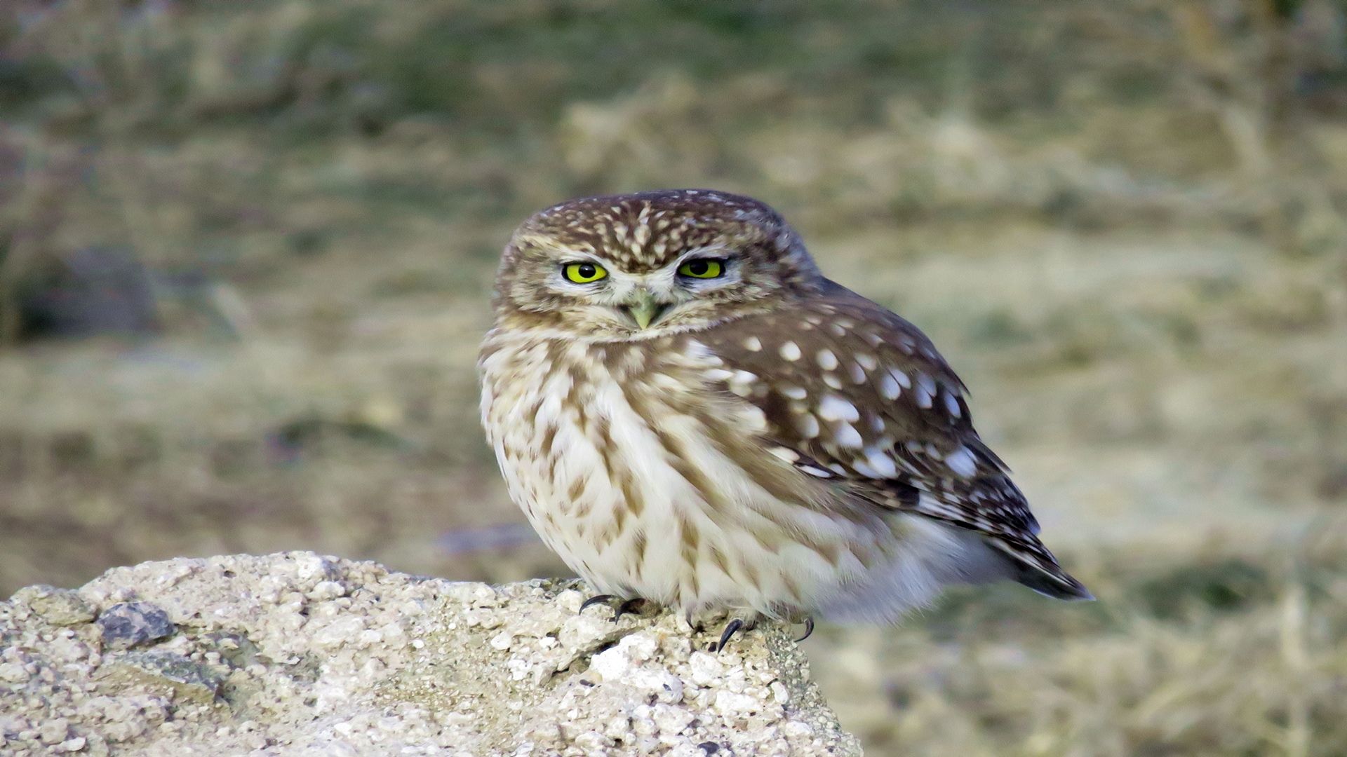 Kukumav » Little Owl » Athene noctua