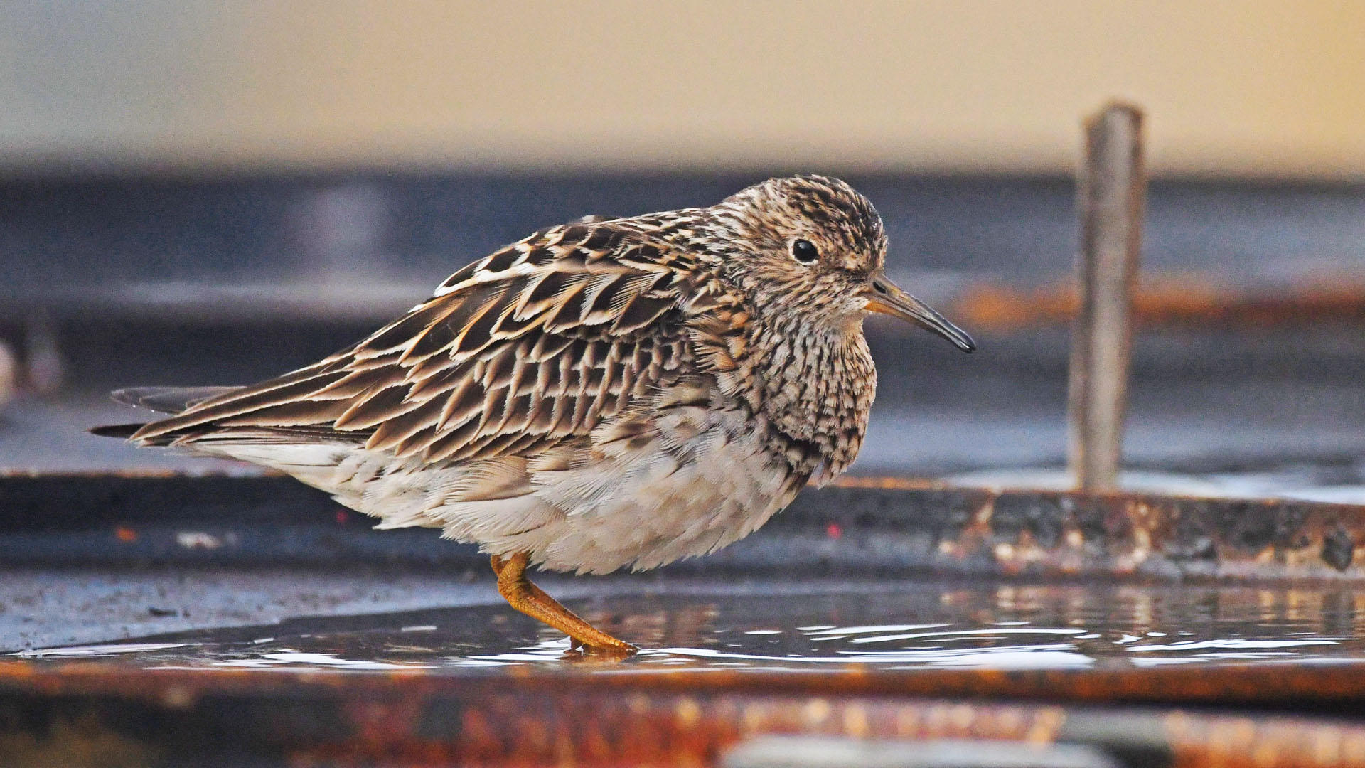 Çizgili kumkuşu » Pectoral Sandpiper » Calidris melanotos