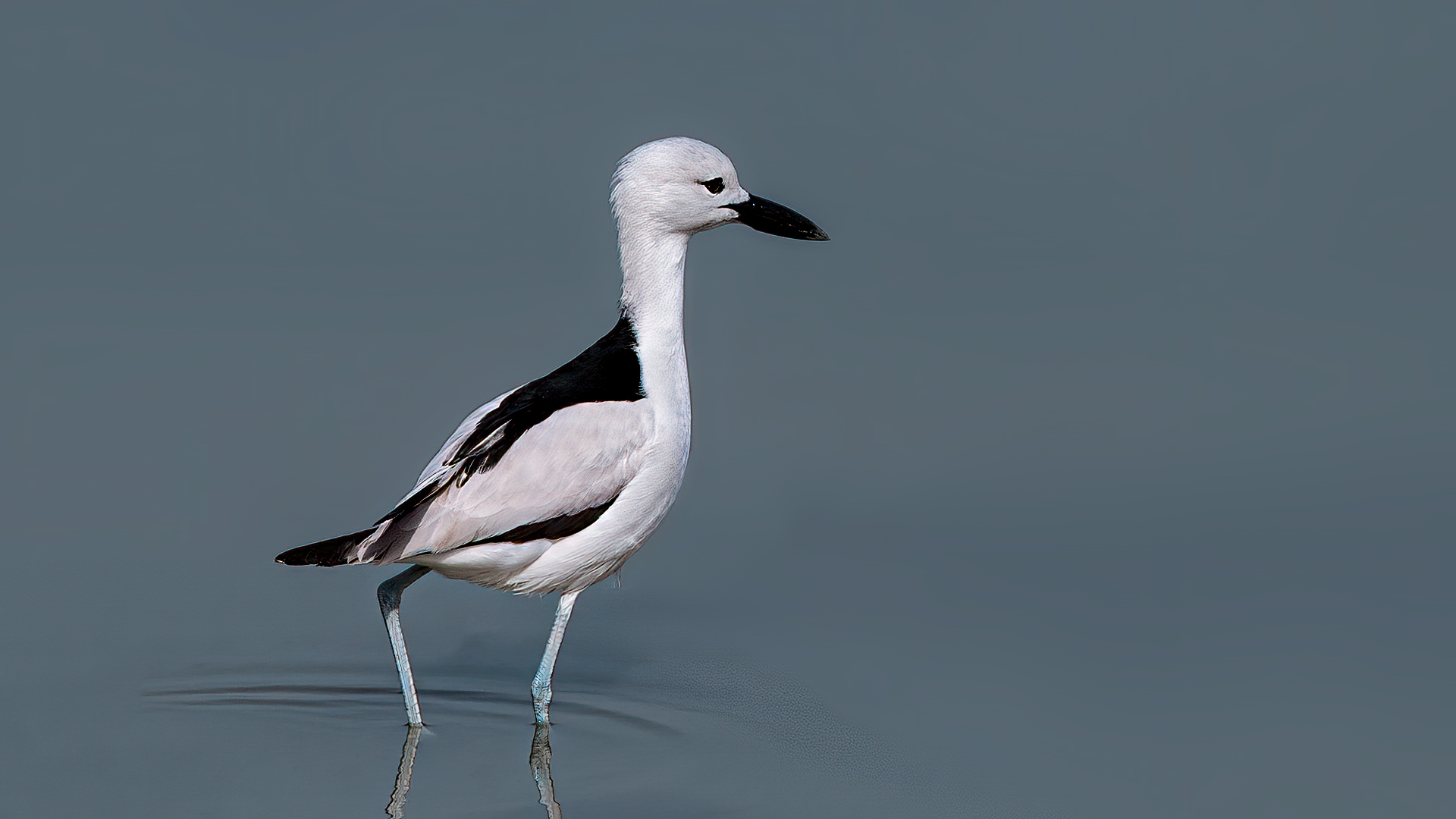 Yengeç yağmurcunu » Crab-plover » Dromas ardeola