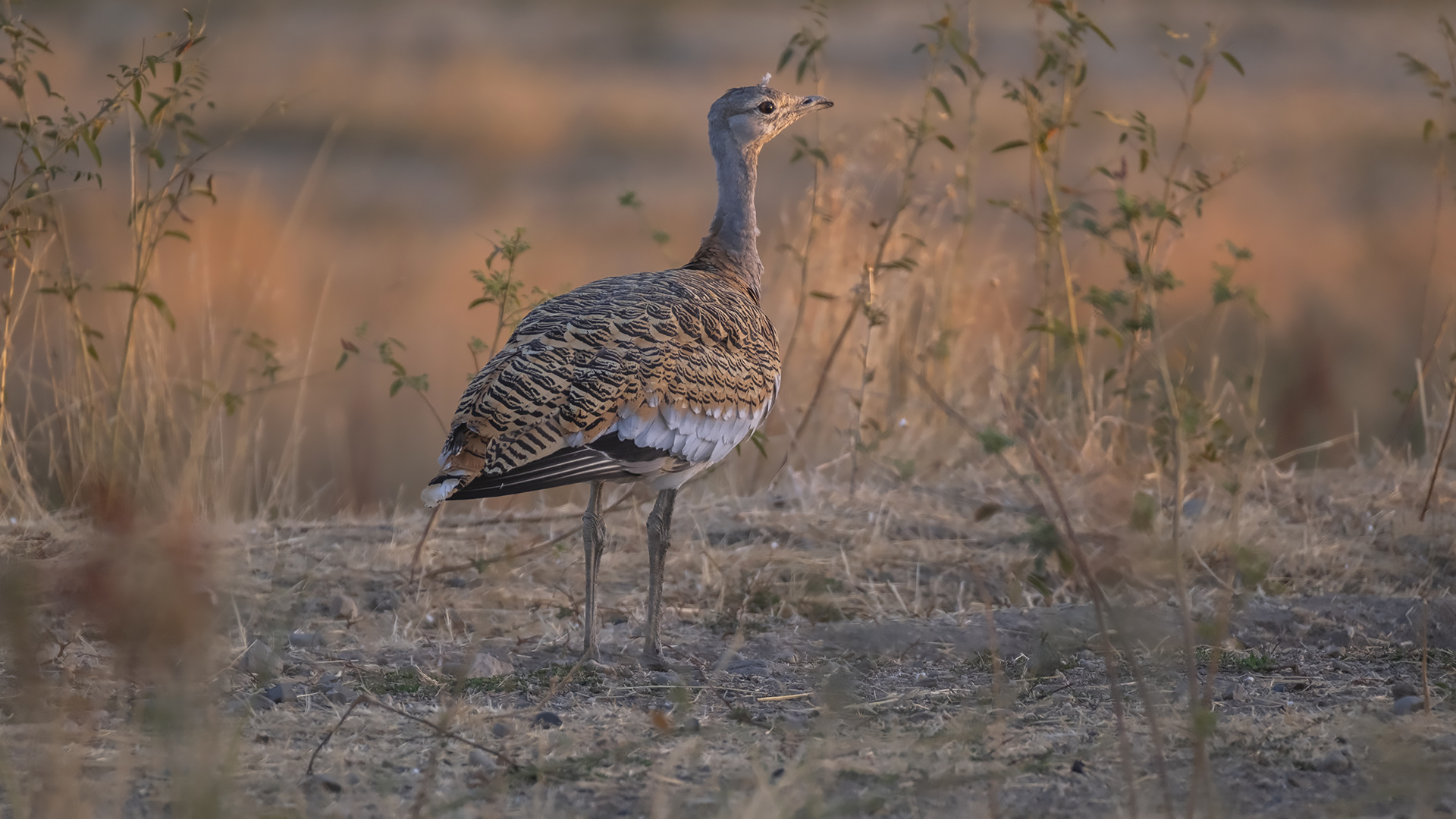 Toy » Great Bustard » Otis tarda