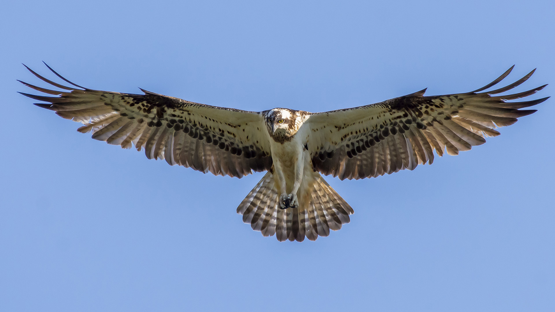 Balık kartalı » Western Osprey » Pandion haliaetus