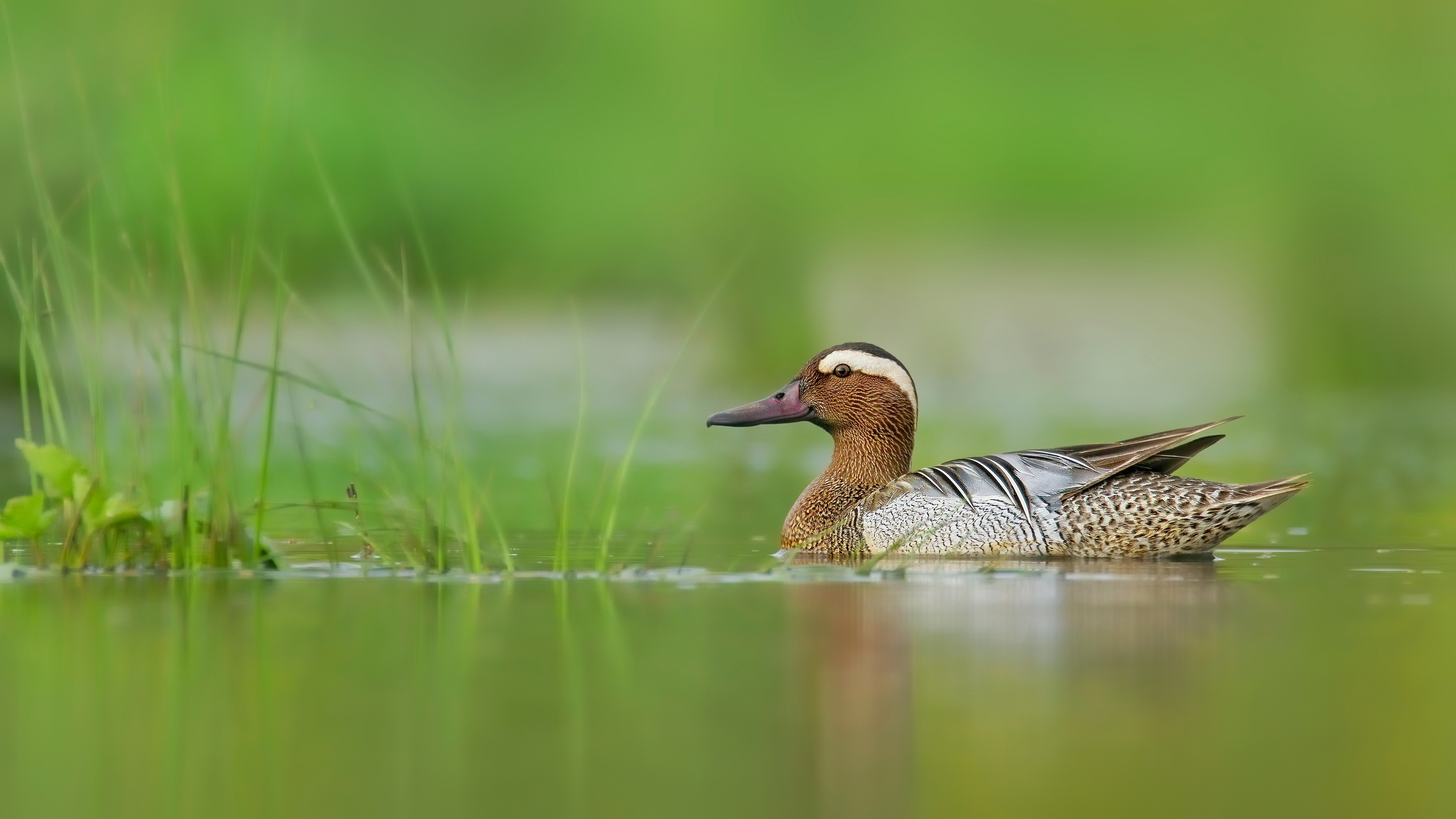 Çıkrıkçın » Garganey » Spatula querquedula