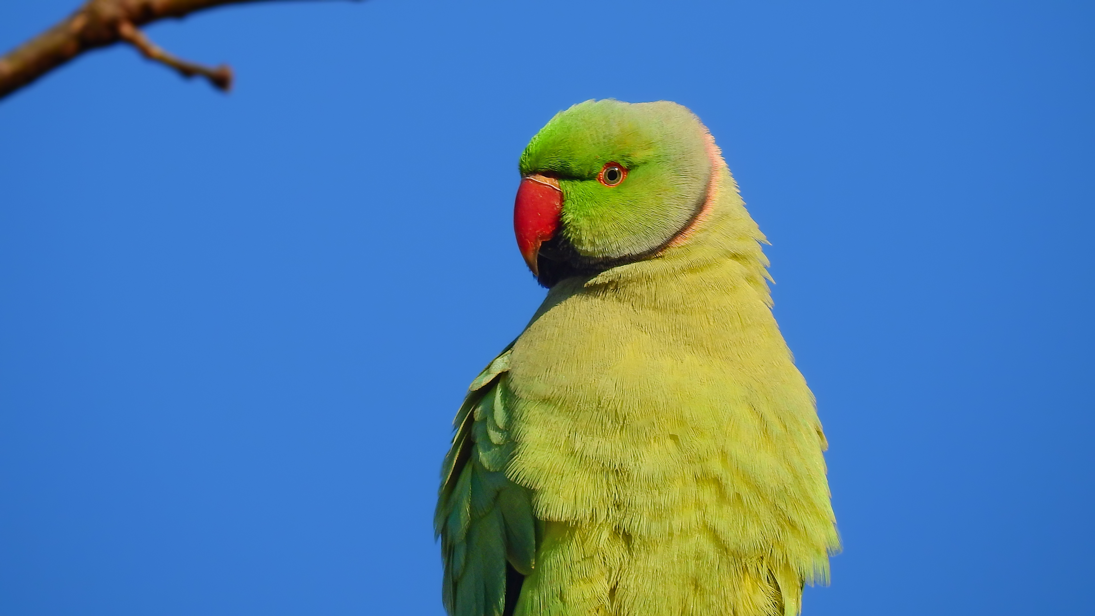 Yeşil papağan » Rose-ringed Parakeet » Psittacula krameri