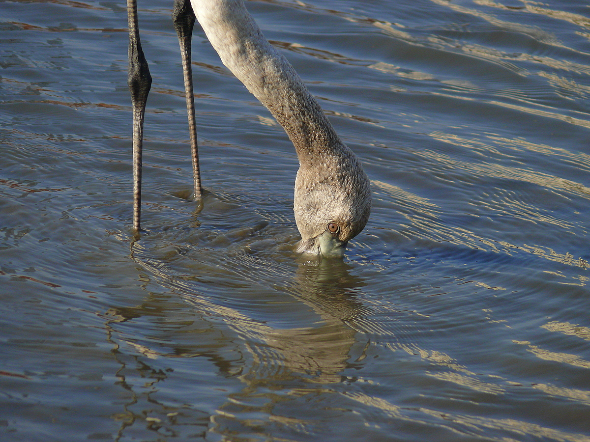 Flamingo