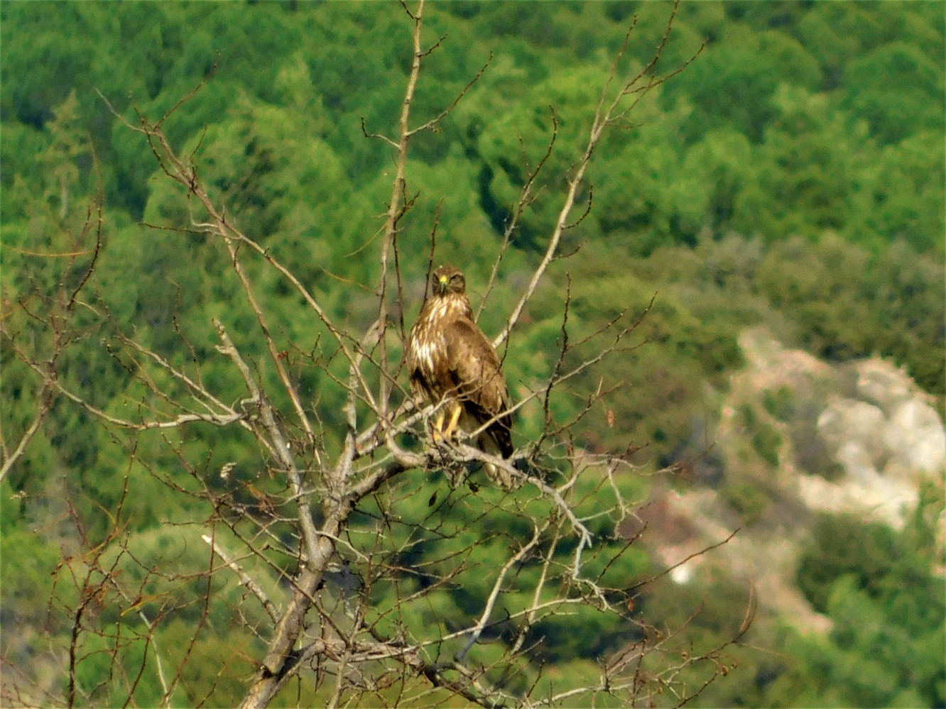 Şahin