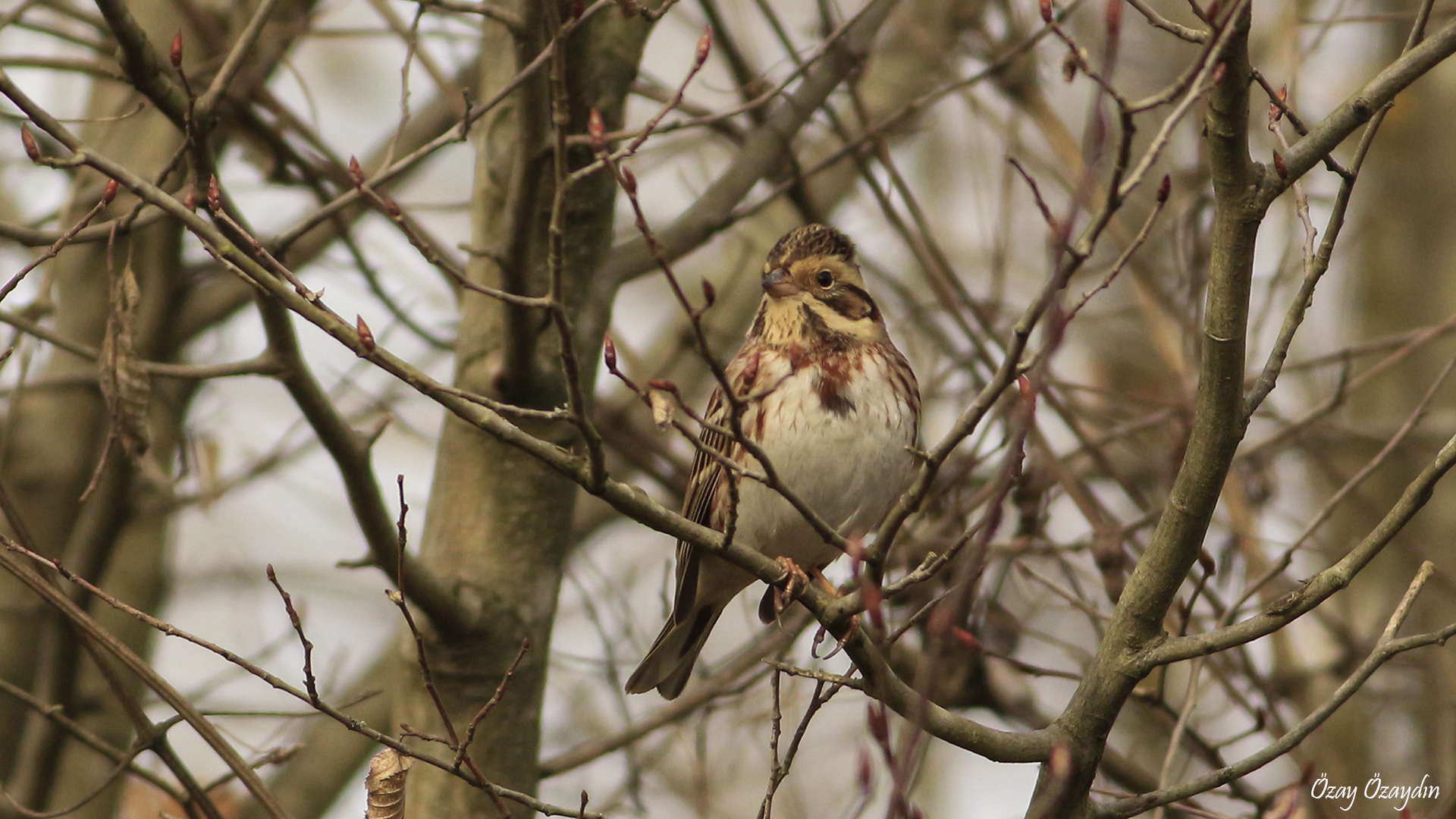 Akkaşlı kirazkuşu » Rustic Bunting » Emberiza rustica