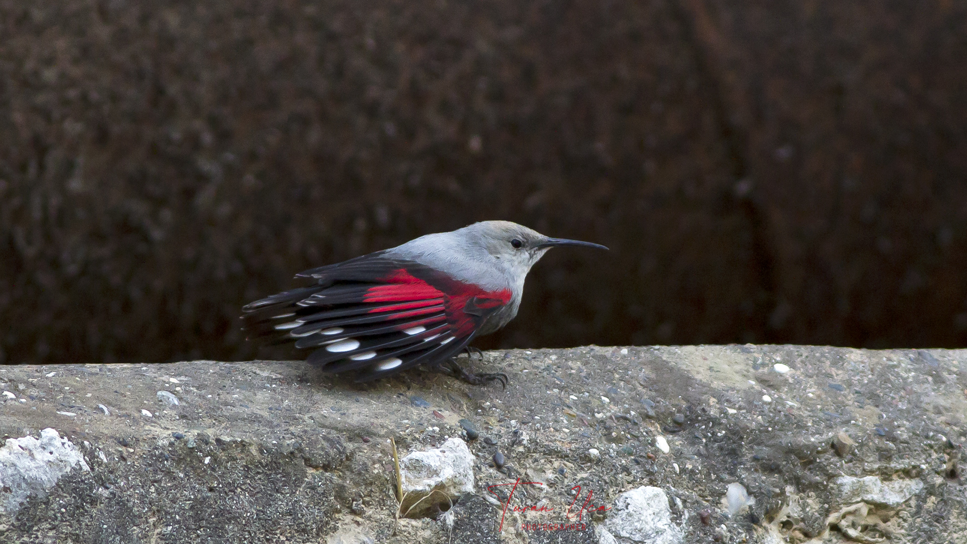 Duvar tırmaşıkkuşu » Wallcreeper » Tichodroma muraria