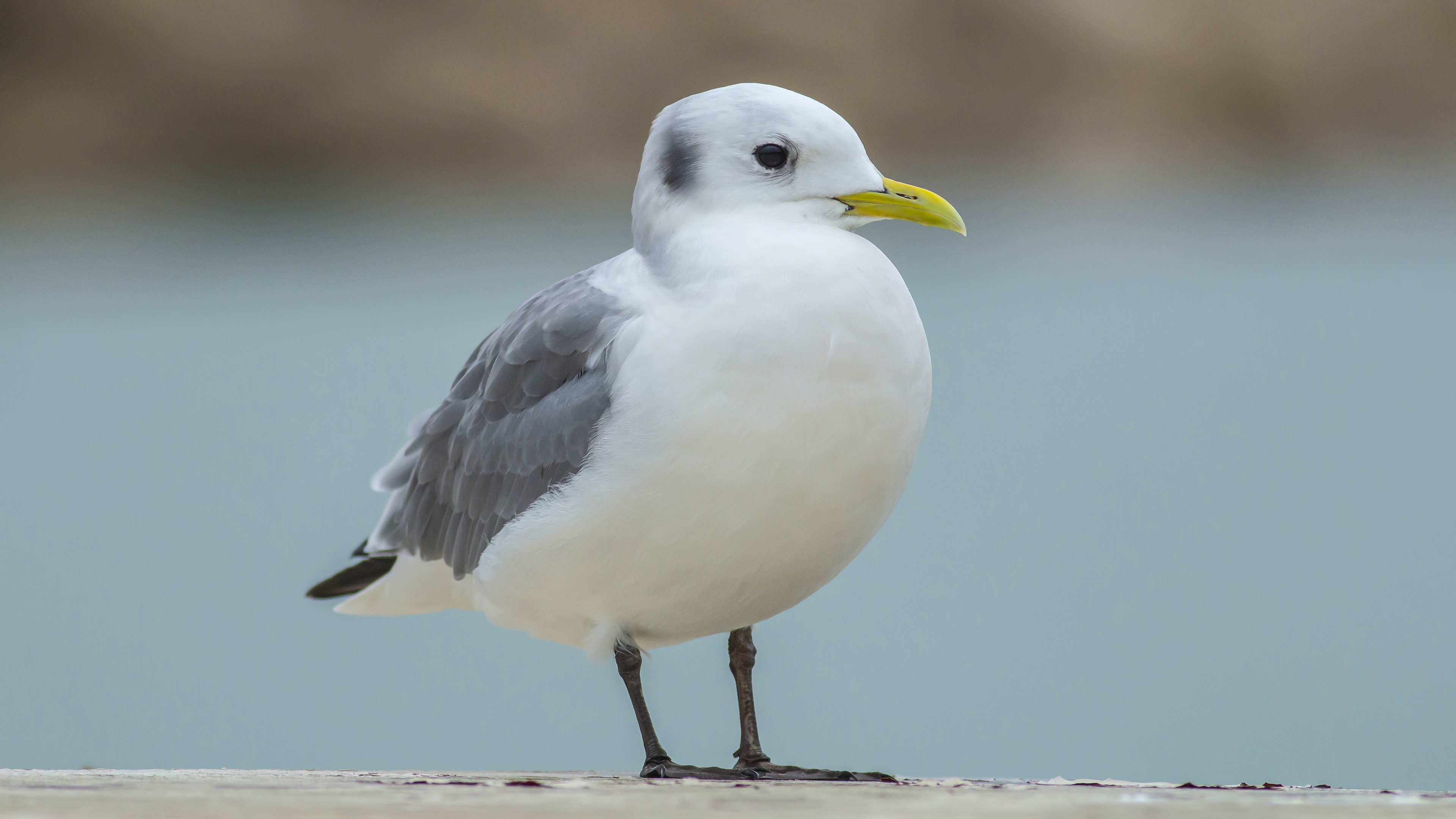 Karaayaklı martı » Black-legged Kittiwake » Rissa tridactyla