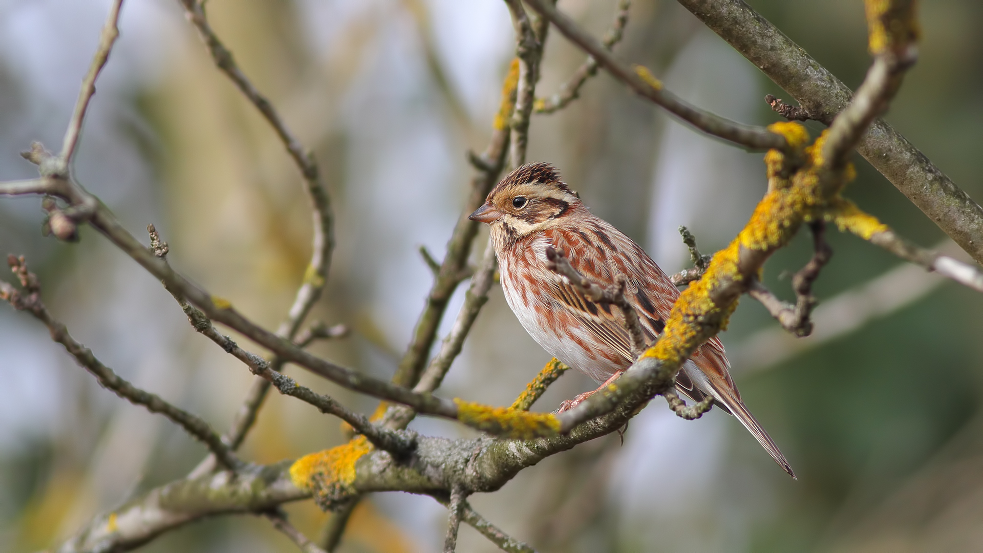 Akkaşlı kirazkuşu » Rustic Bunting » Emberiza rustica