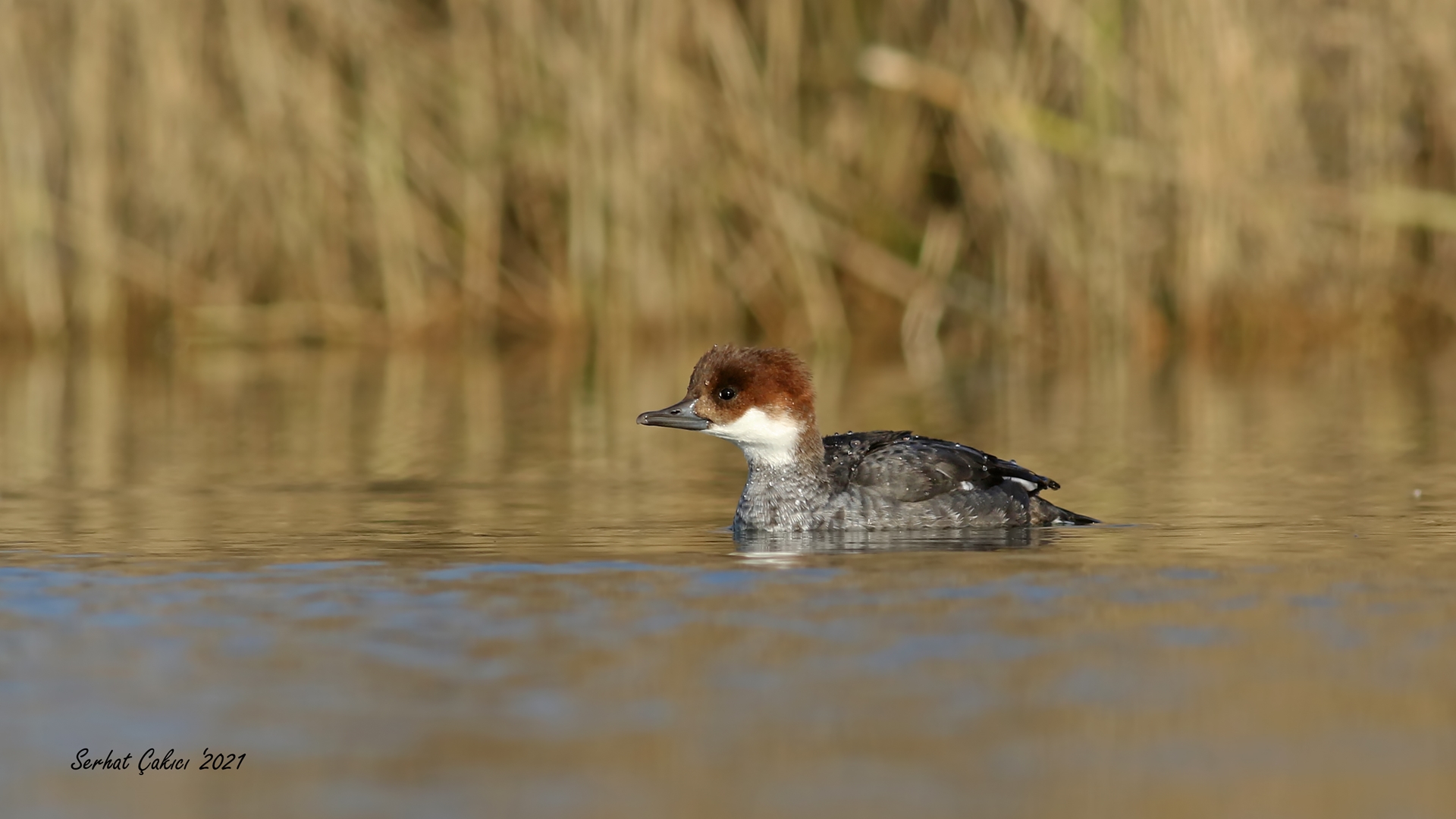 Sütlabi » Smew » Mergellus albellus