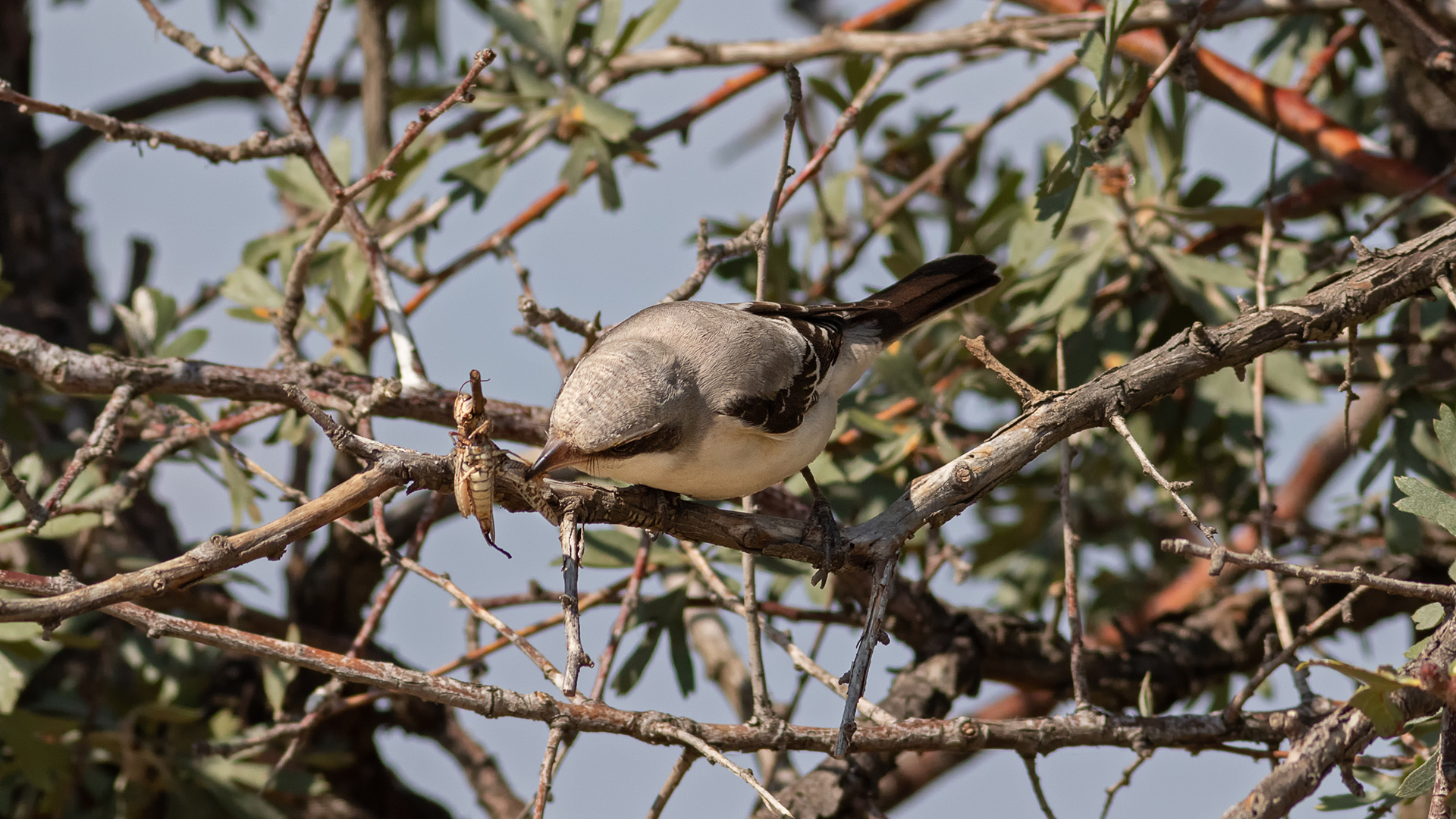 Karaalınlı örümcekkuşu » Lesser Grey Shrike » Lanius minor