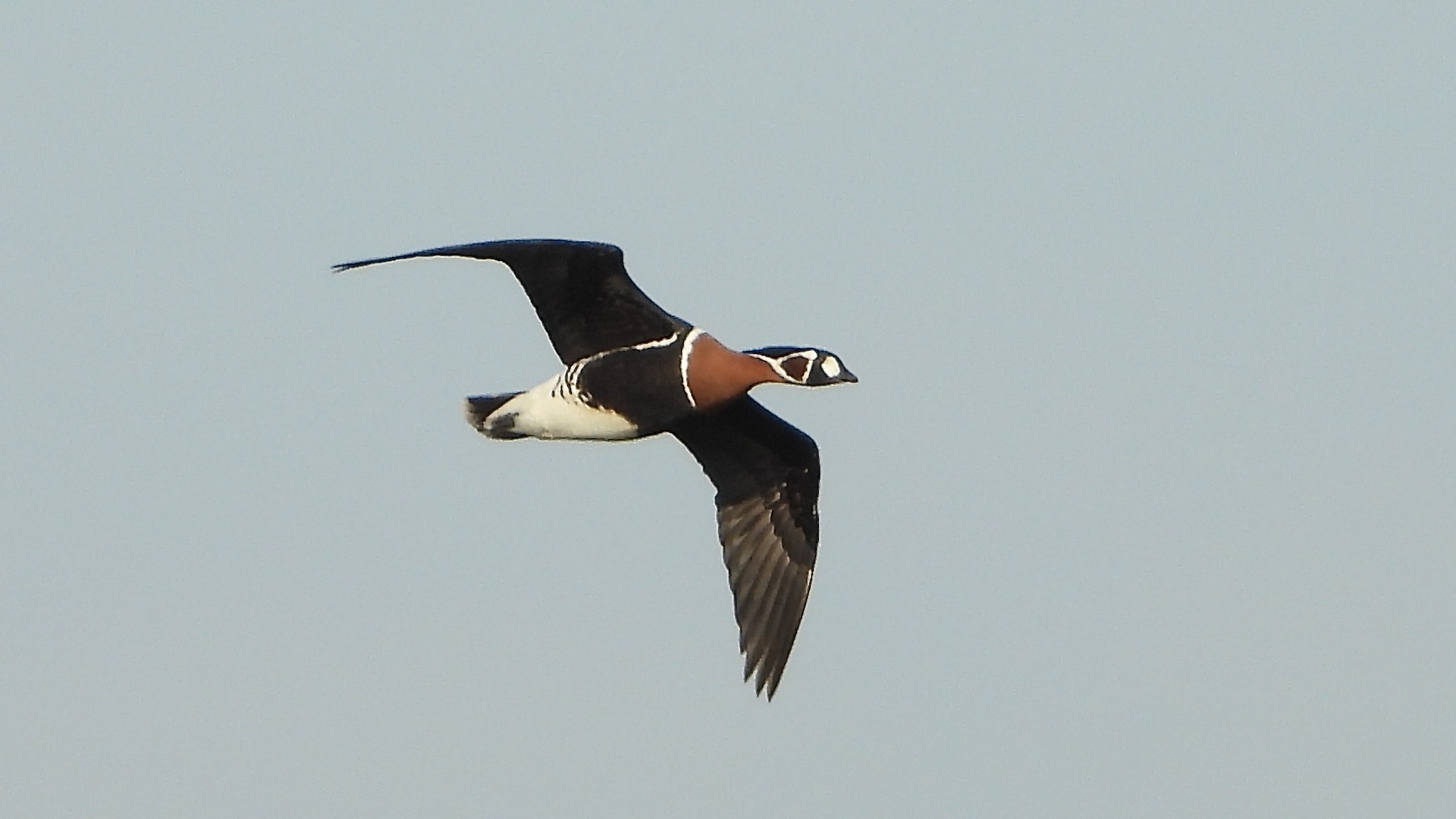 Sibirya kazı » Red-breasted Goose » Branta ruficollis